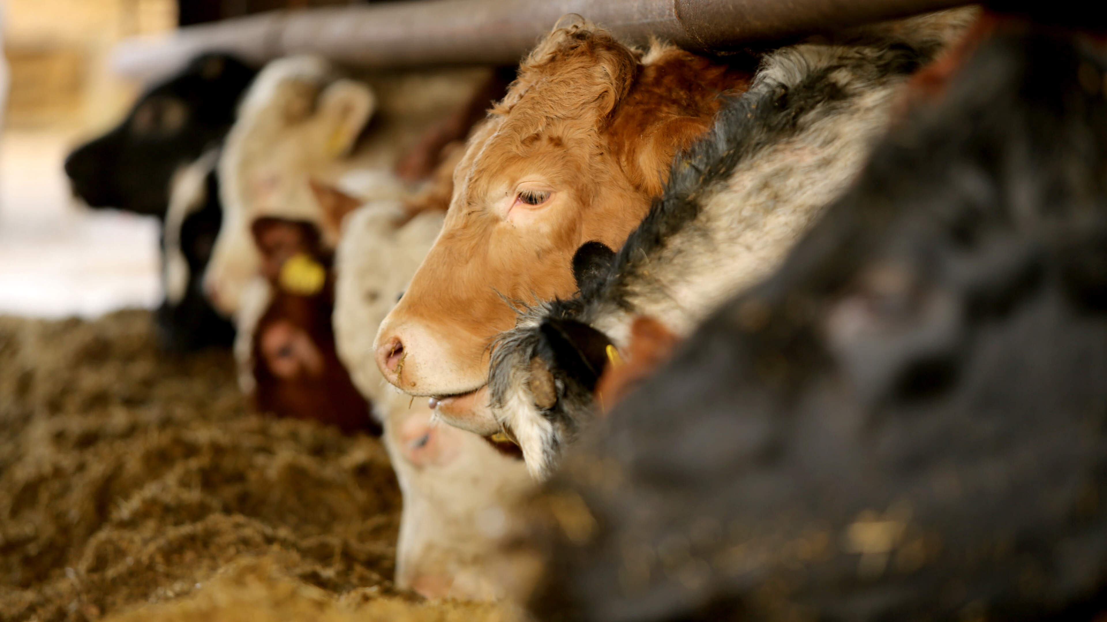 Autumn Beef Supplies Under Spotlight