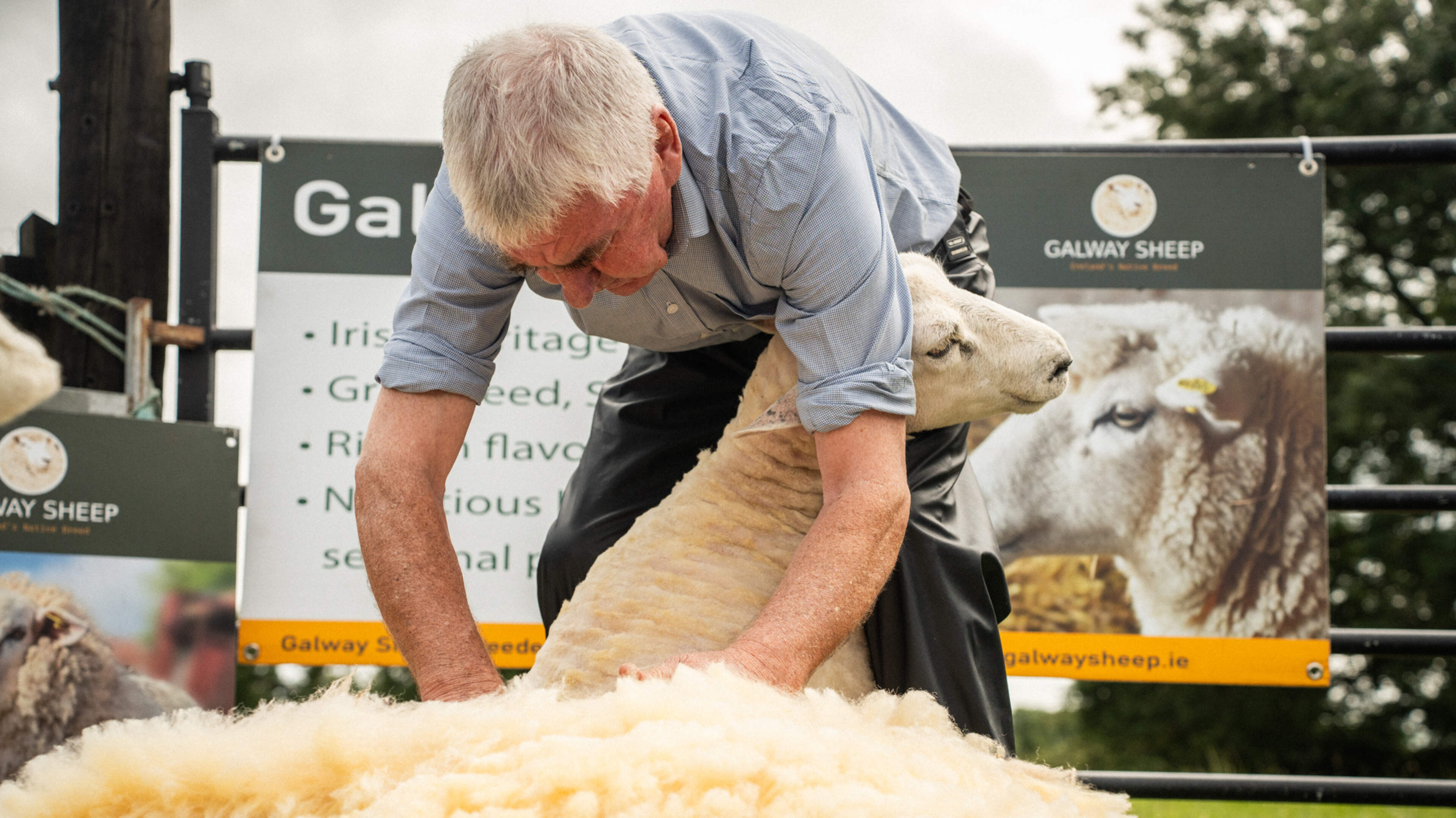 Avoca Renews Wool Partnership with Galway Co-Op
