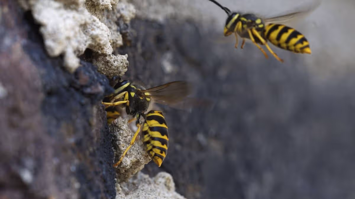 Wasps Become More Noticeable in August