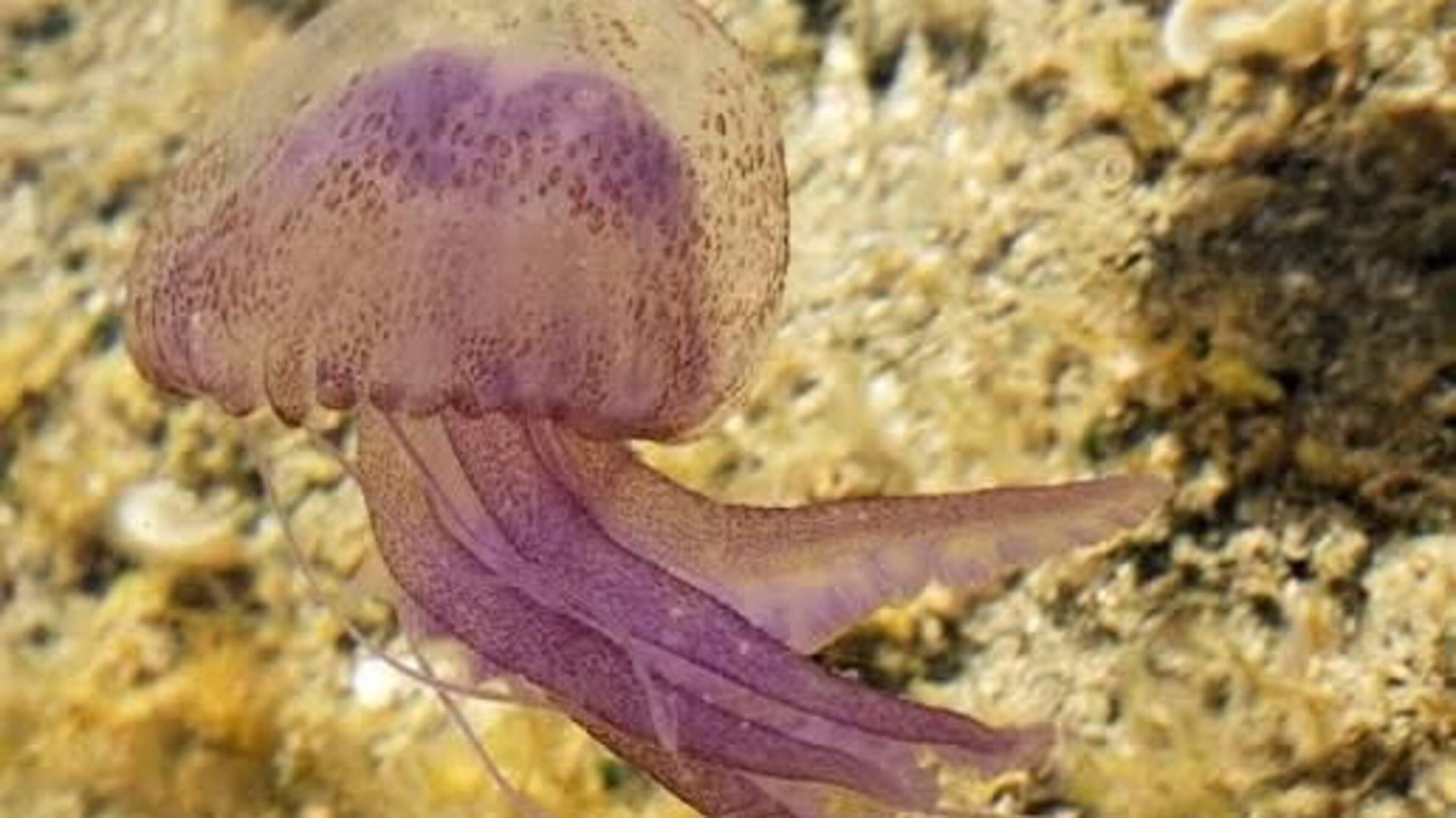 Coastal Clare Community Alerts on Jellyfish Influx