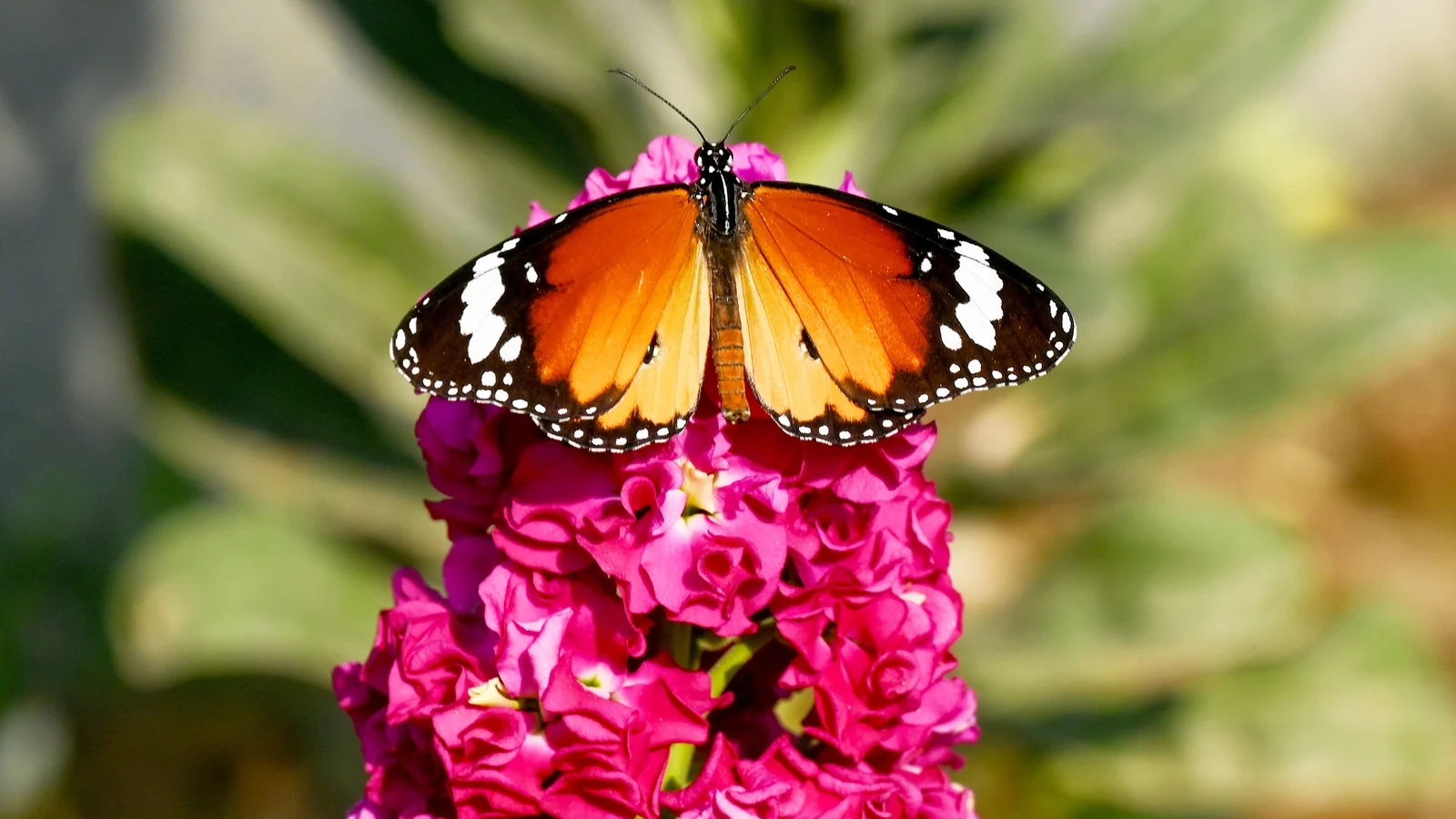 Butterflies Shift Habitats Due to Climate Change