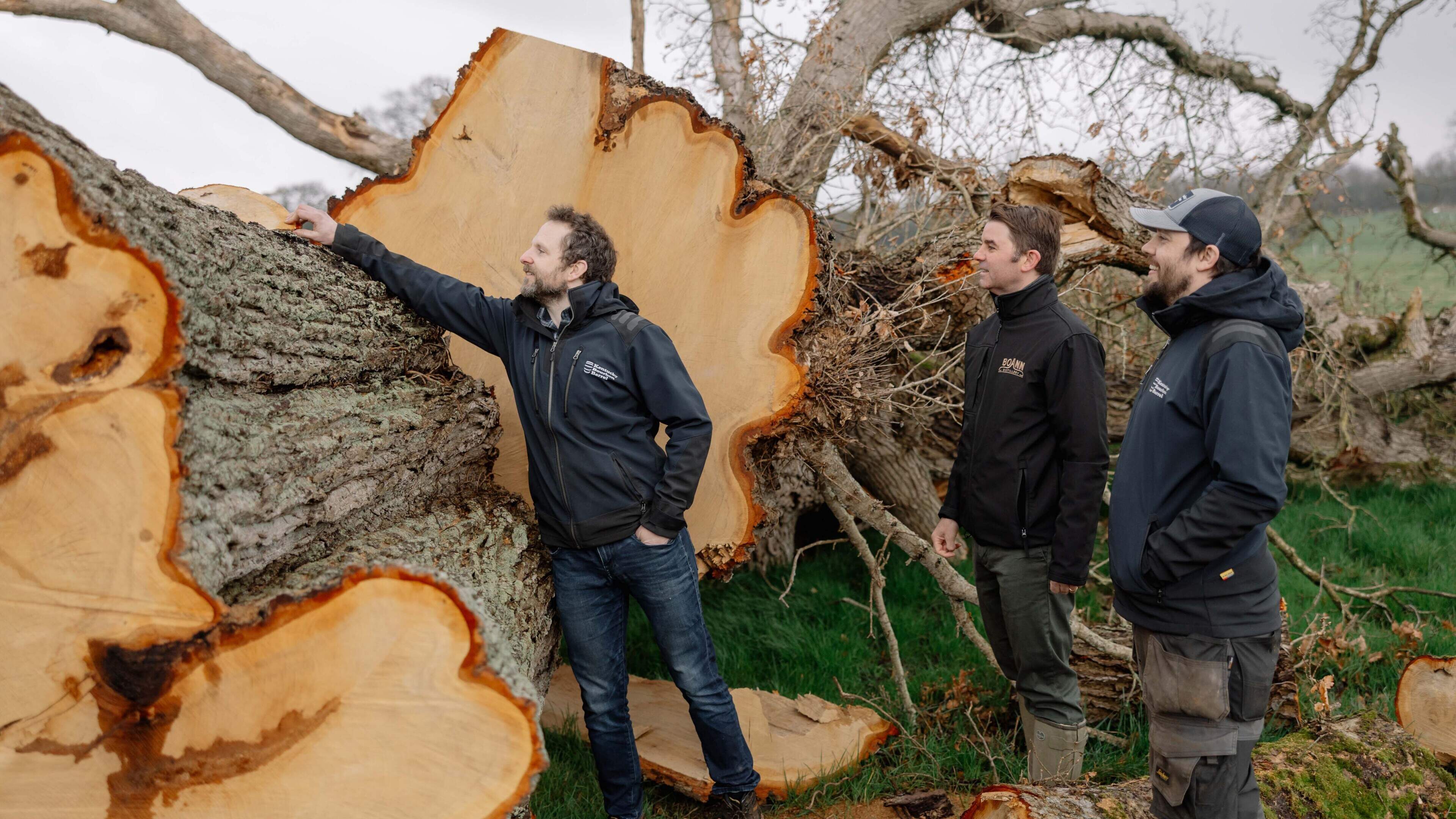 Meath Oak Tree Transformed into Whiskey Casks