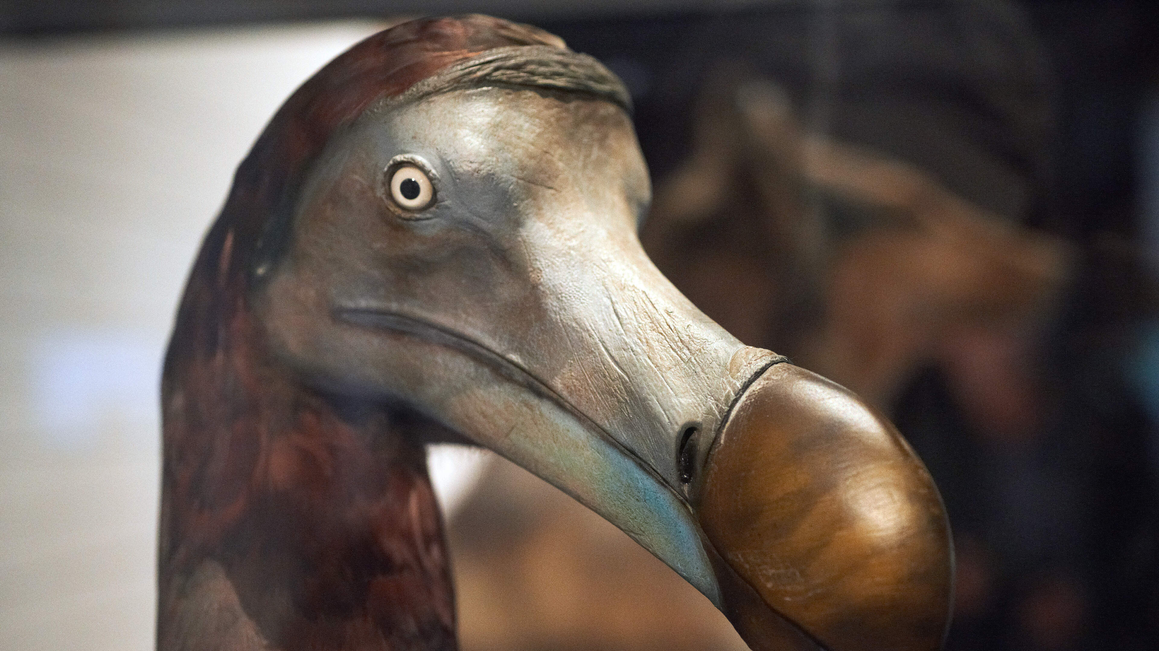 Dodo Bird Was Smarter Than Previously Thought