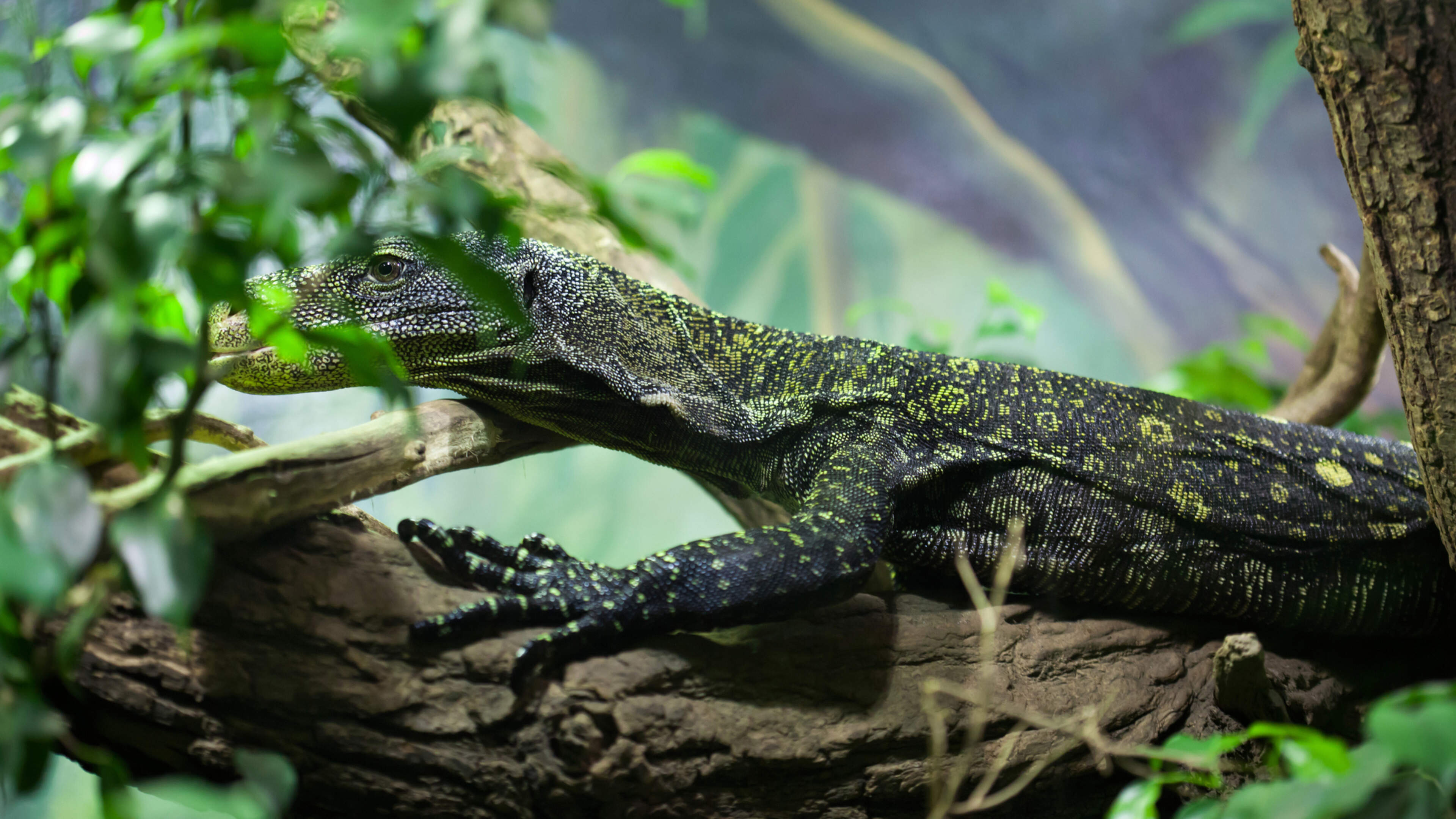 Urgent search for monitor lizard in Italy