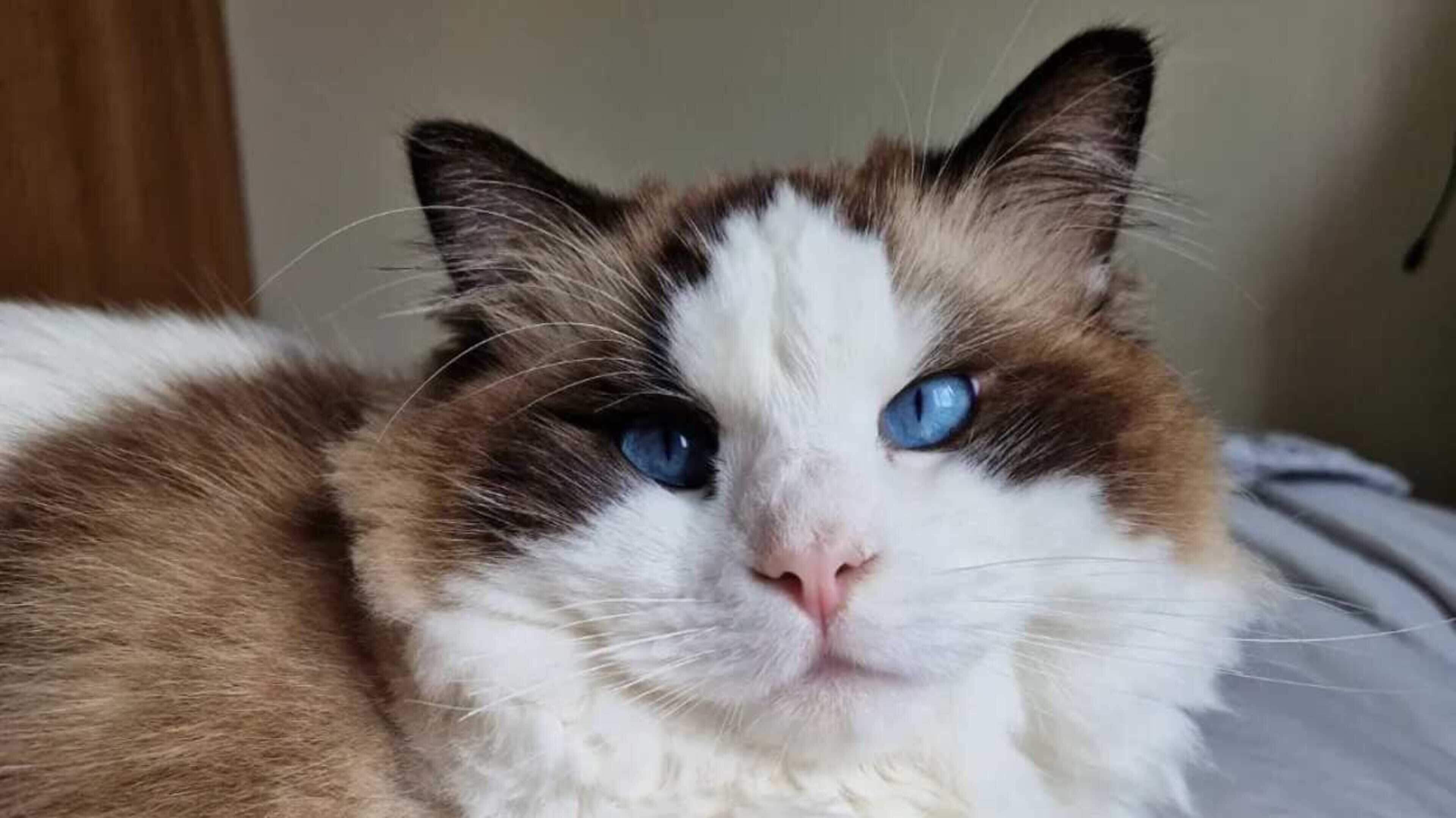International Cat Day 2026 Announced