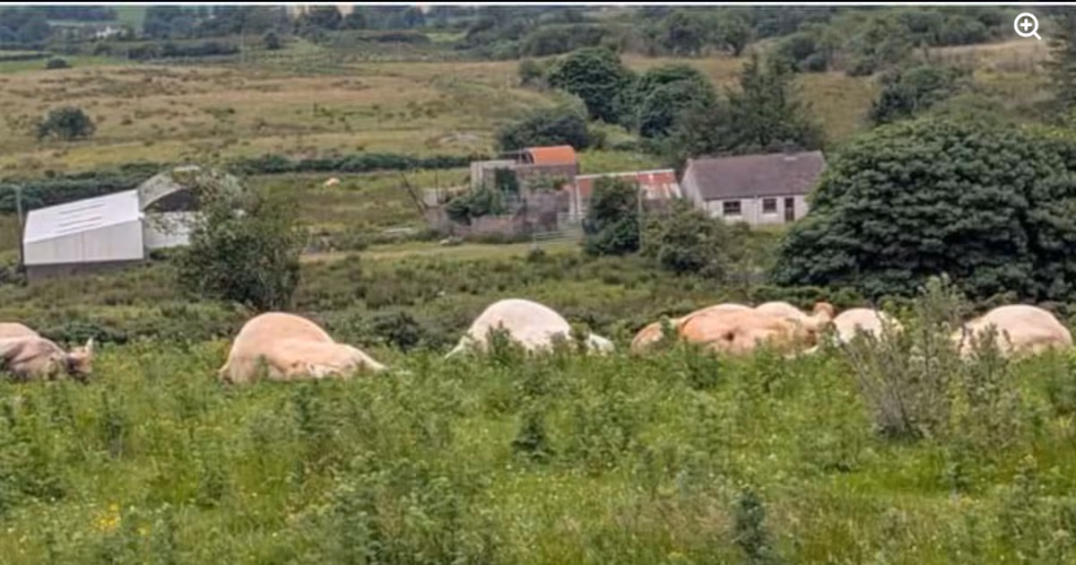 Ulster Farmers’ Union Demands Investigation into DEARA