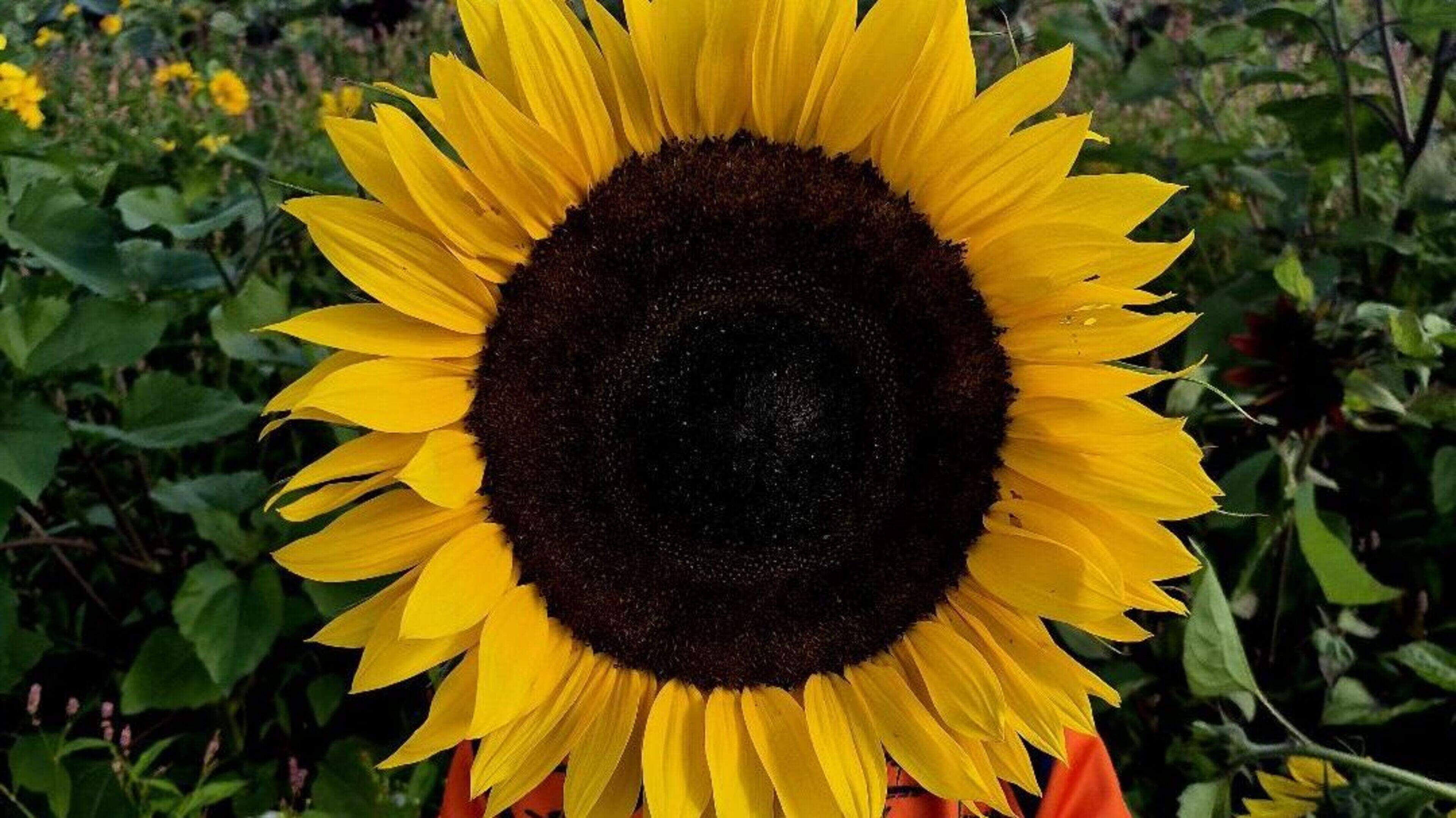 Instagram Inspires Galway's Summer Sunflower Attraction