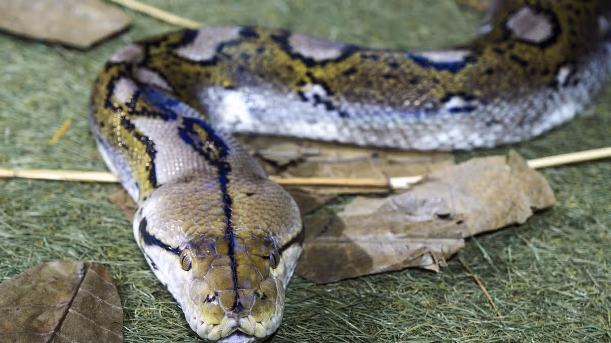 20-Foot Python Swallows Woman Alive