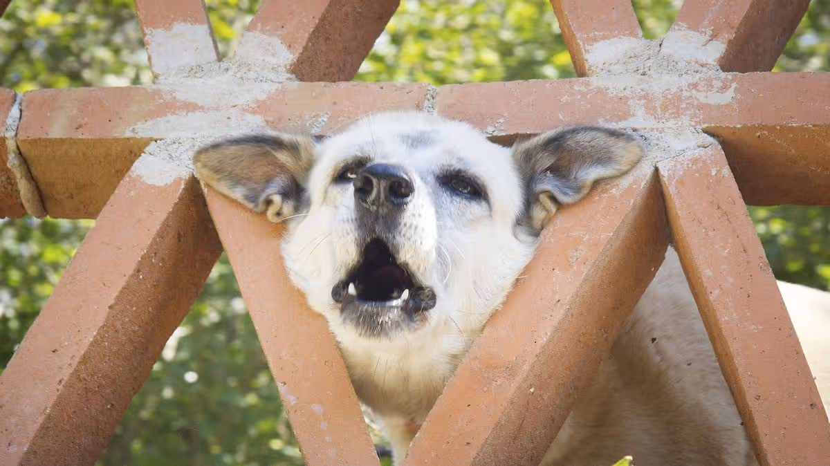 Man Takes Revenge on Barking Neighbour's Dog