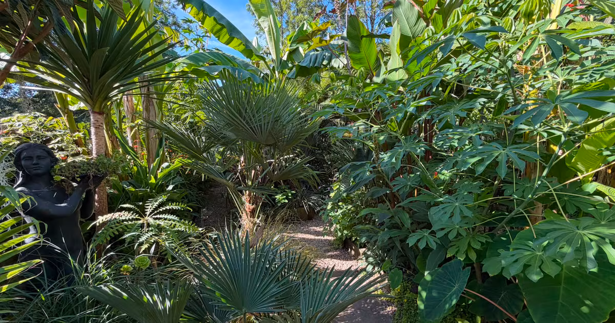 Tropical Plants Rise in Popularity Among Gardeners