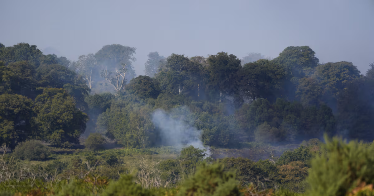 Devastating fire on New Forest heathland