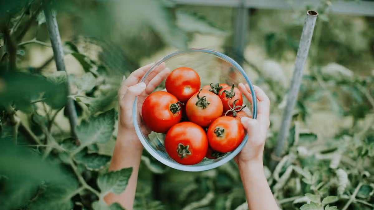 Homemade Tea Enhances Tomato Flavor