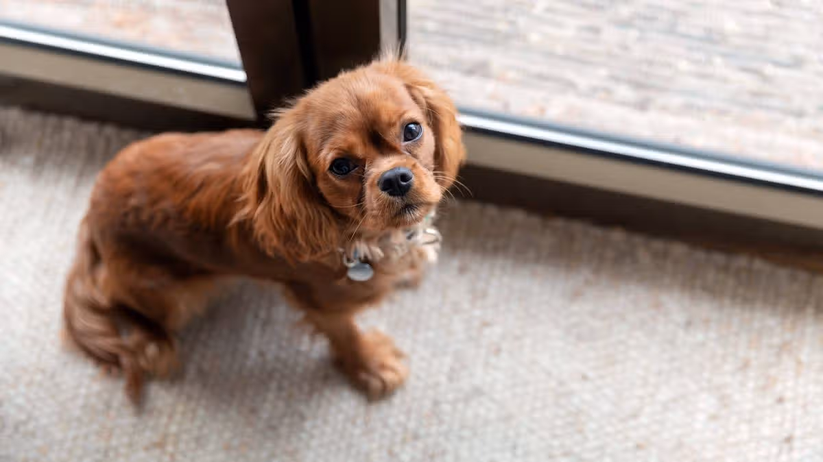 Woman Stuck Pet Sitting After Helping Neighbour