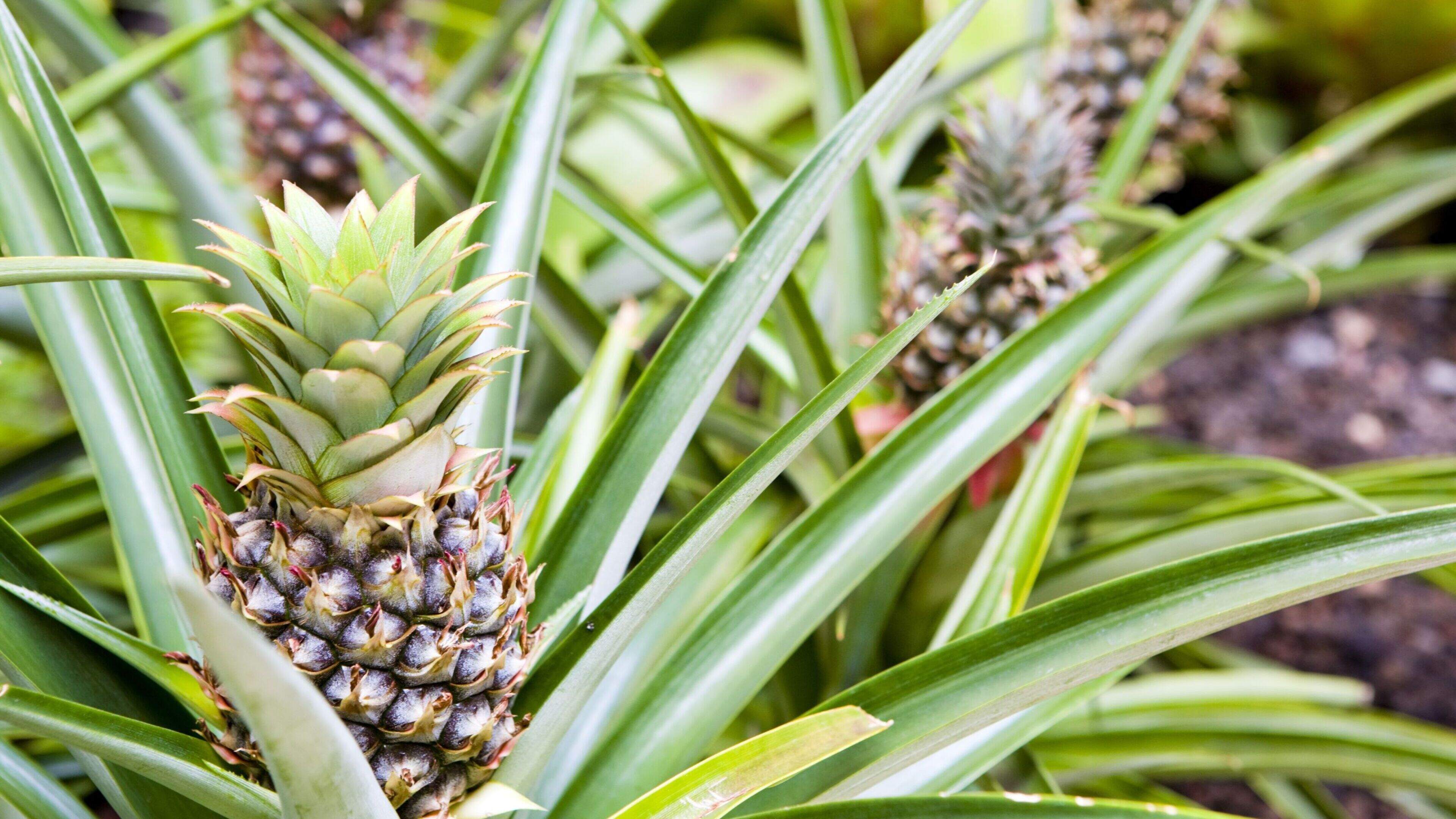 Dole Foods Shares Fall Amid Middle East Conflict