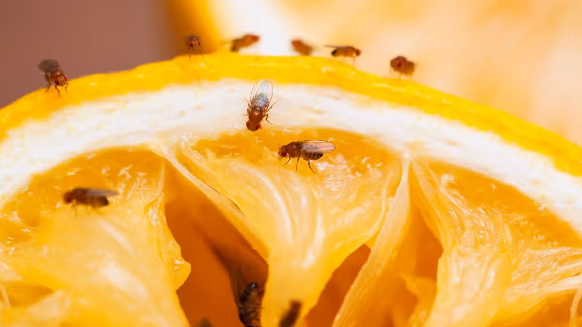 Keep Fruit Flies Away With Kitchen Items