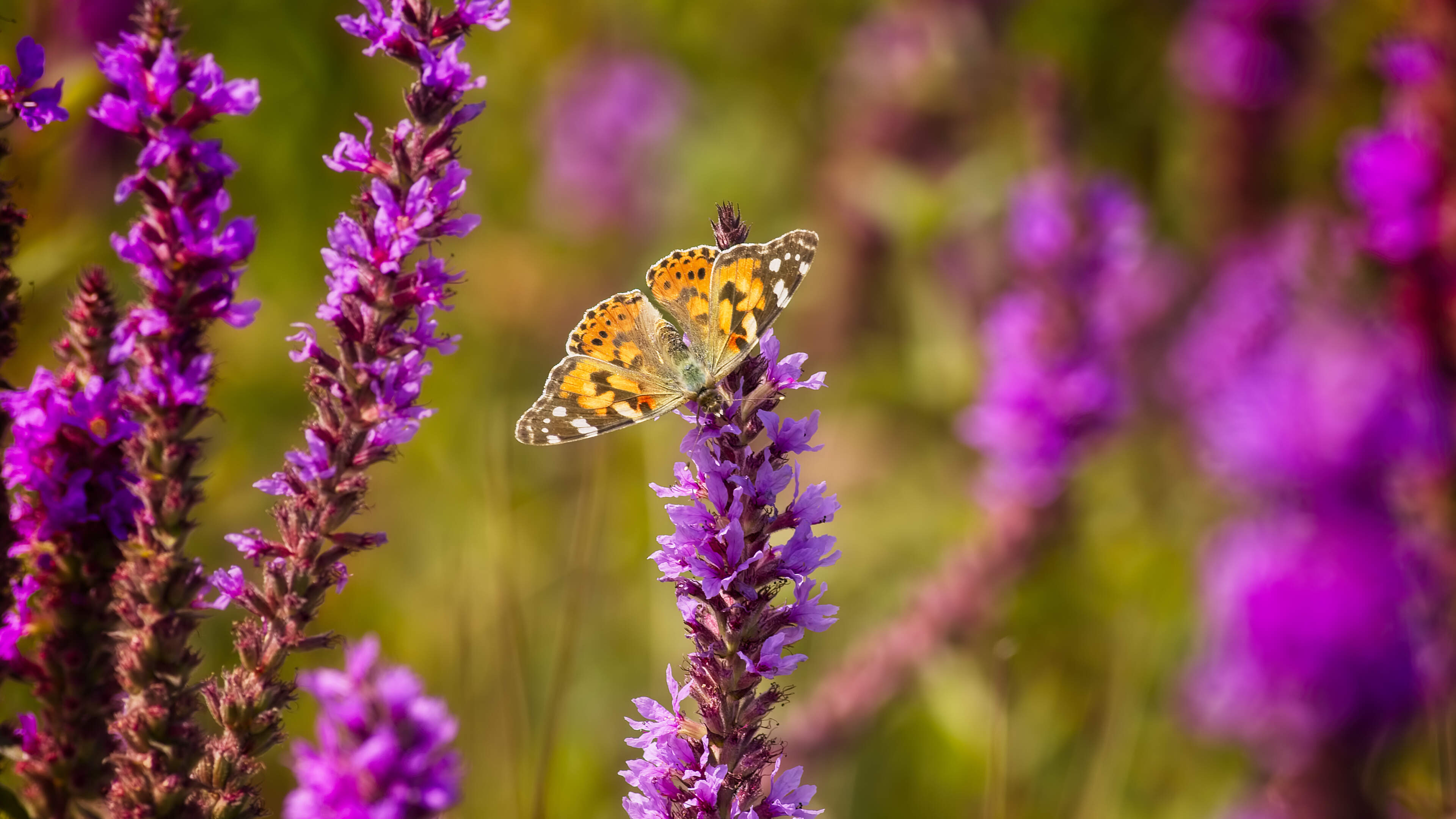Natural Colors of Wexford Shine