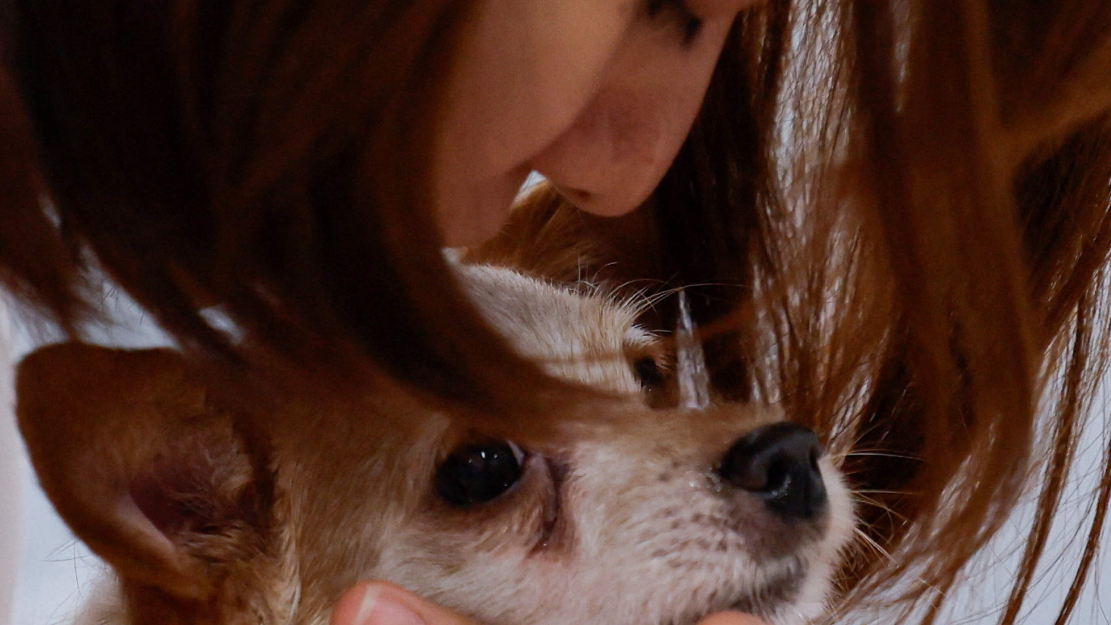 Dogs Can Detect Human Emotions, Study Finds
