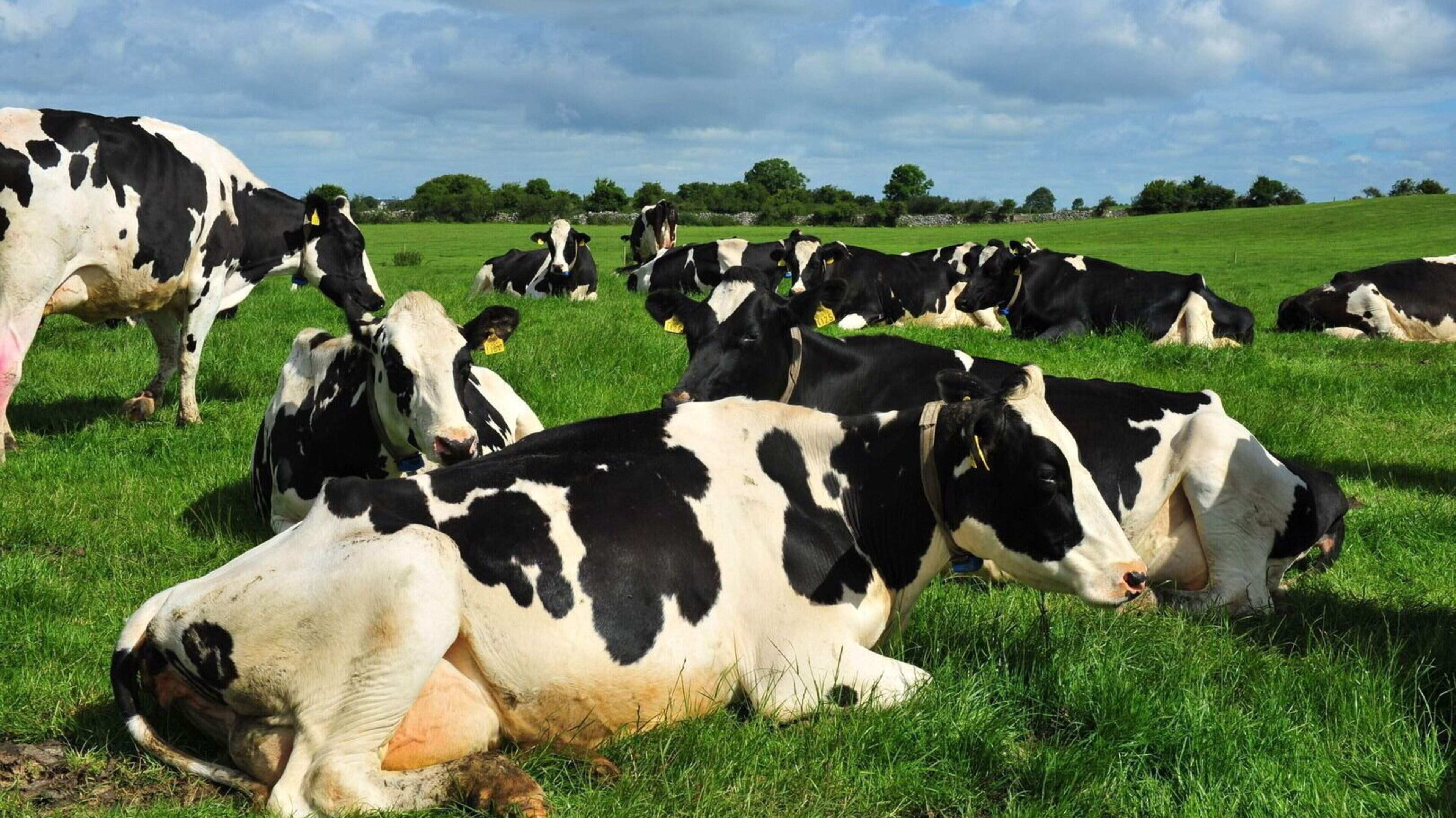 Farmers Alarmed Over Kinisla Milk Contract