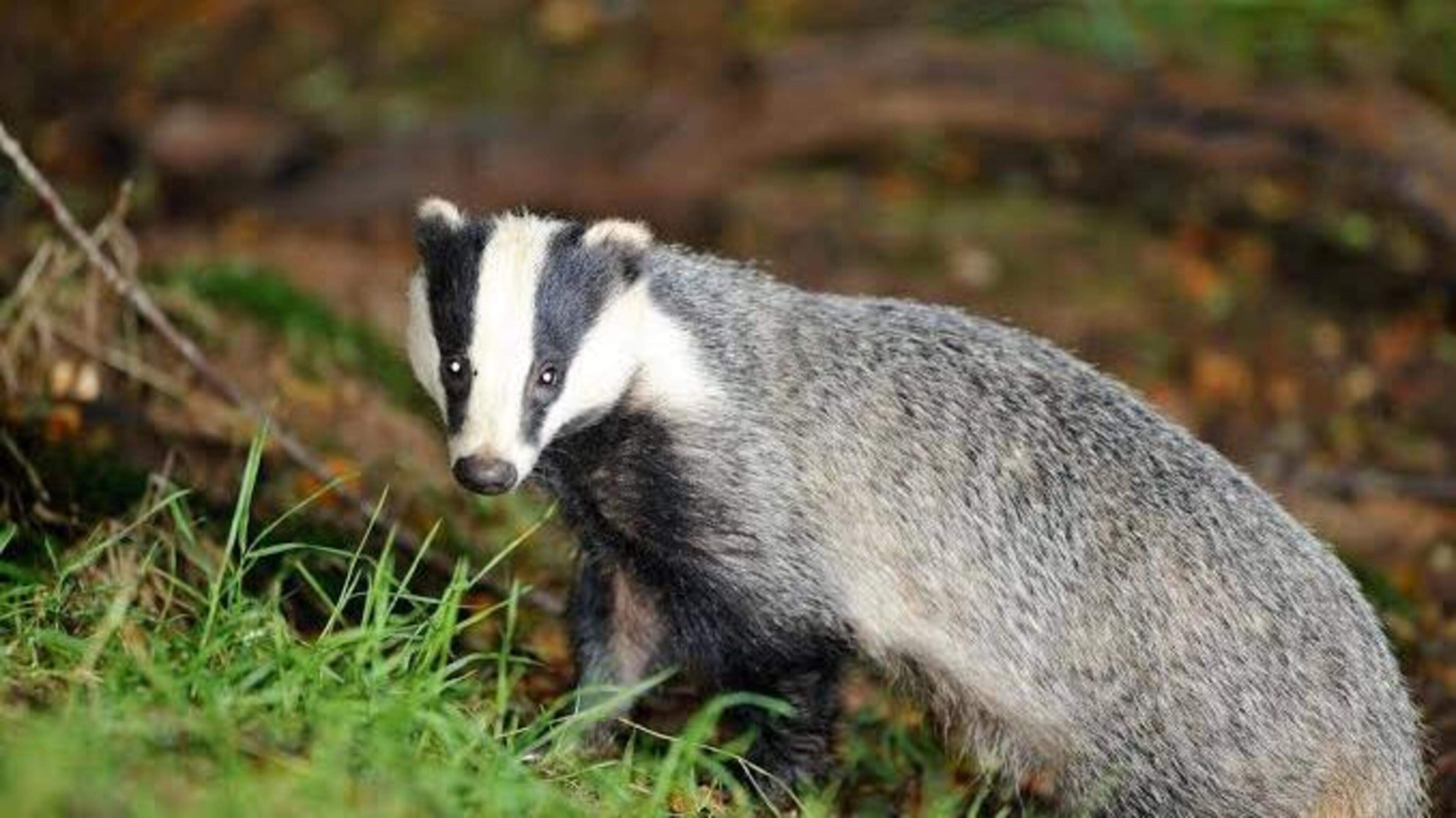 Kerry Badger Culls Increase by 50 Percent