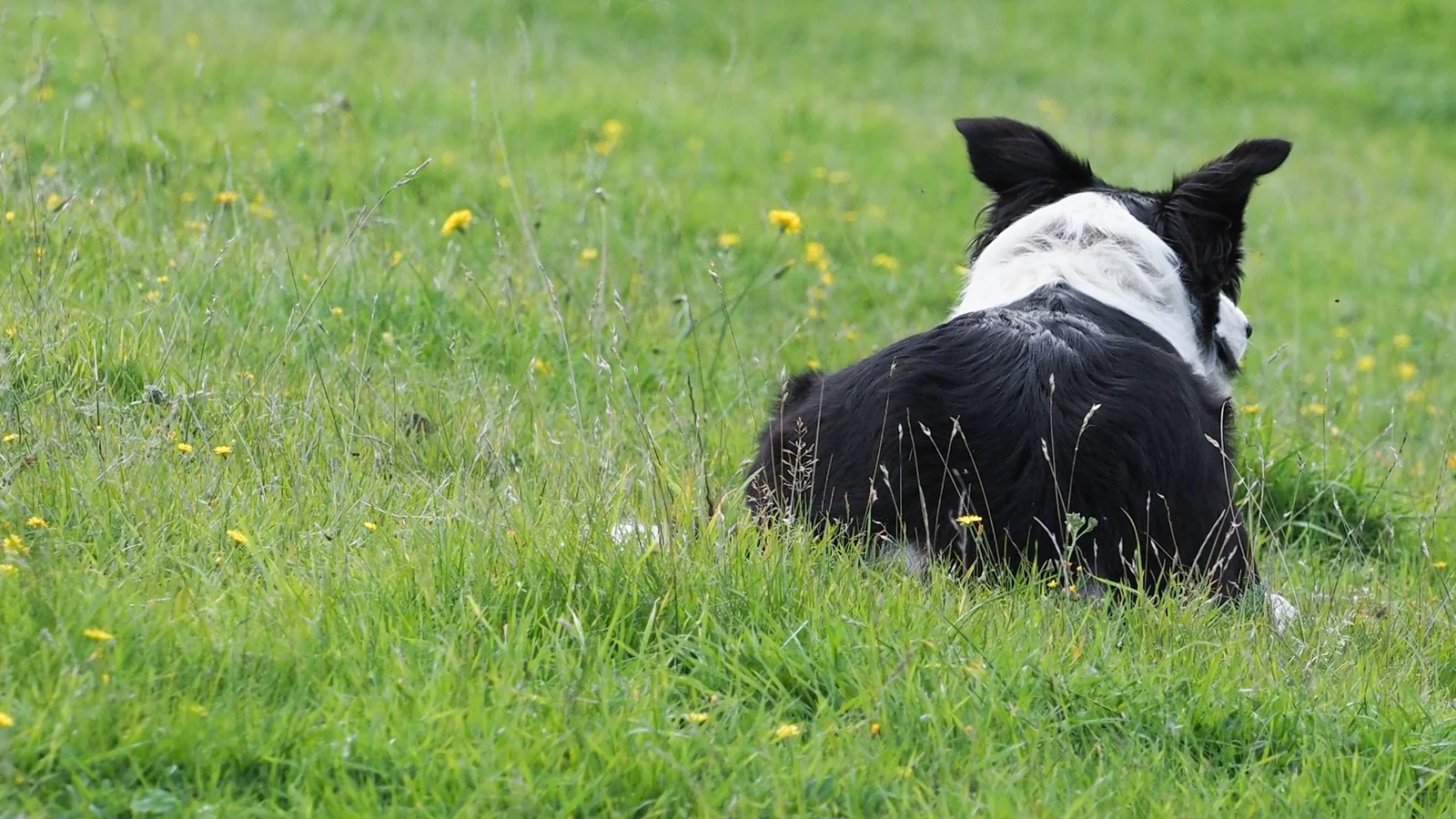 Woman and child injured in Clare dog attack