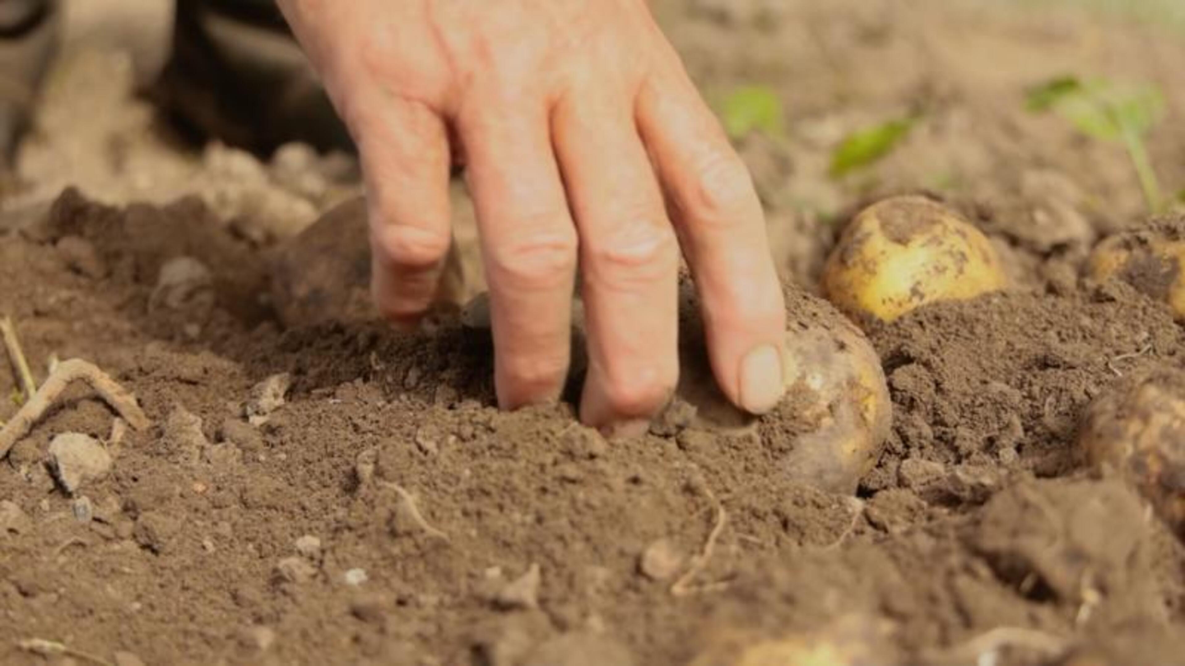Food Bills May Rise by €1,000 Due to Drought