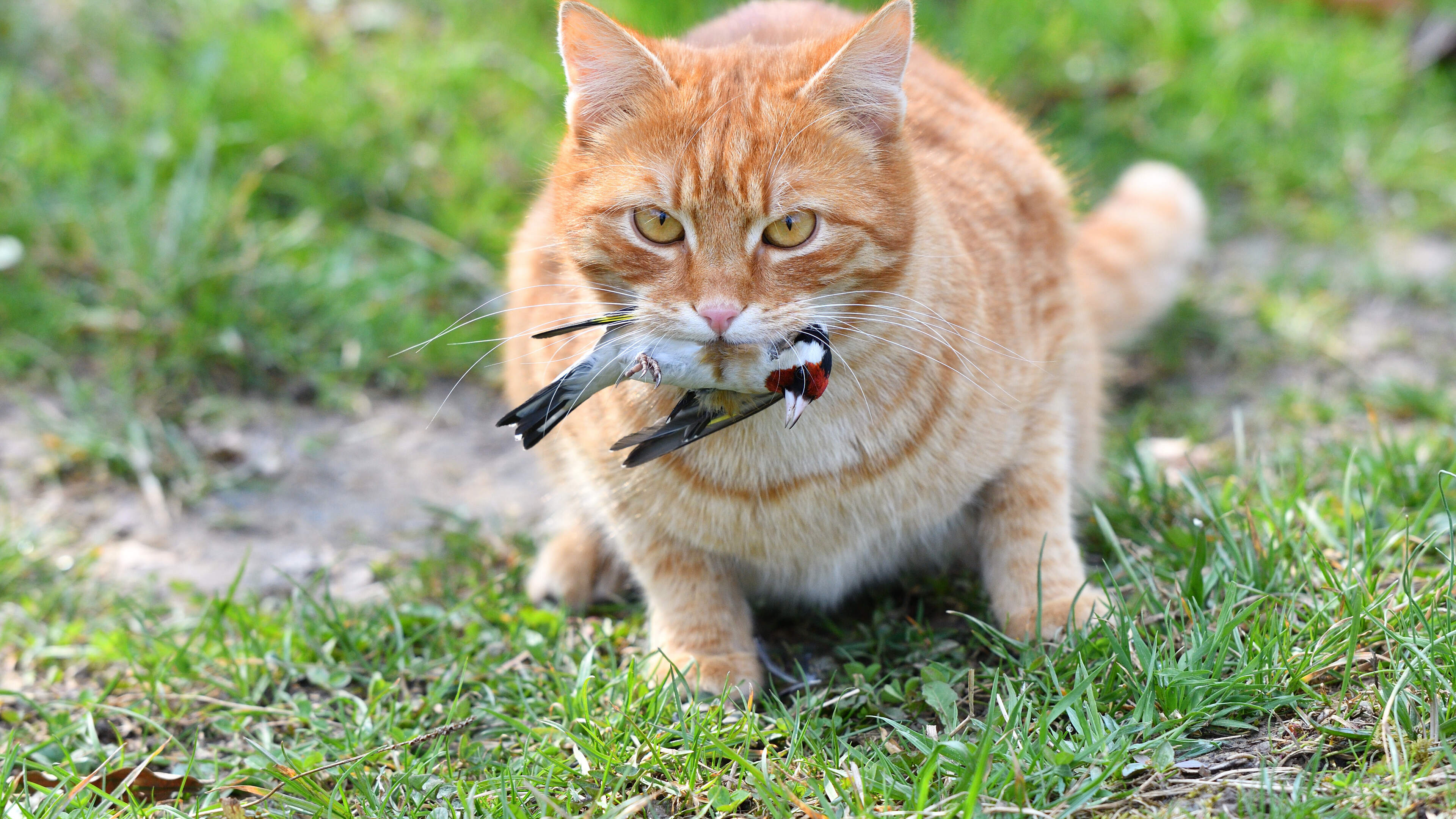 Cats Should Be Banned Due to Ecological Impact