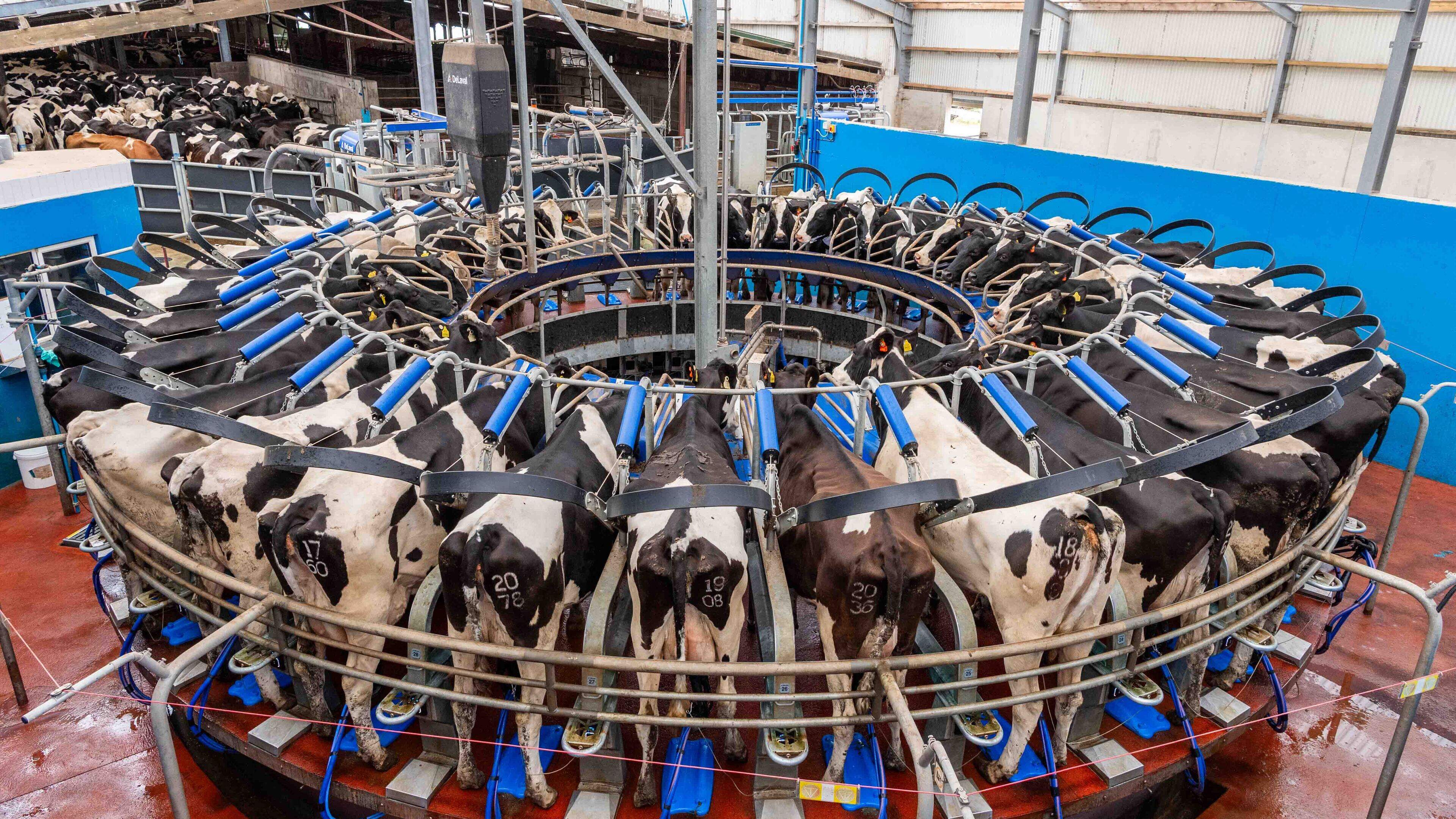 Rotary parlour transforms milking on West Cork farm