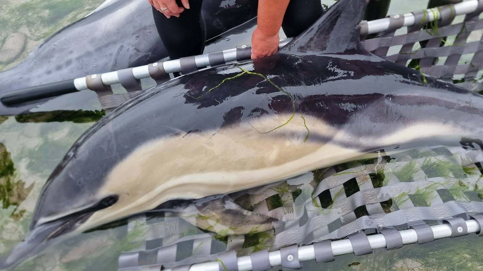 Twelve dolphins rescued after beach stranding