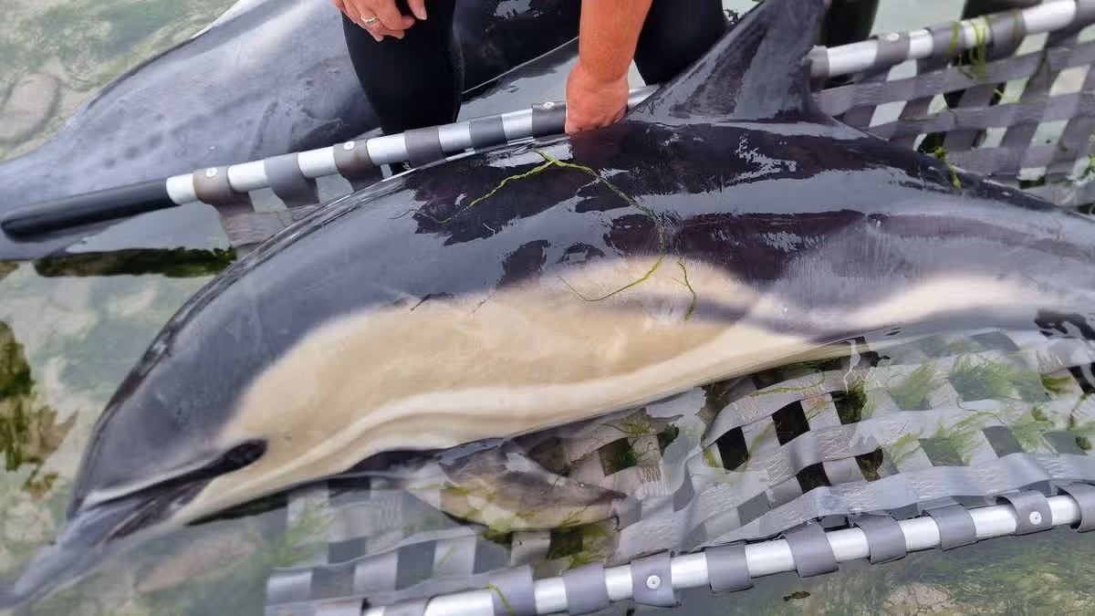 Twelve dolphins rescued from Irish beach