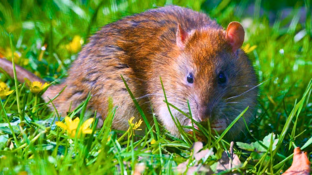 Keep Rats Out of Your Garden