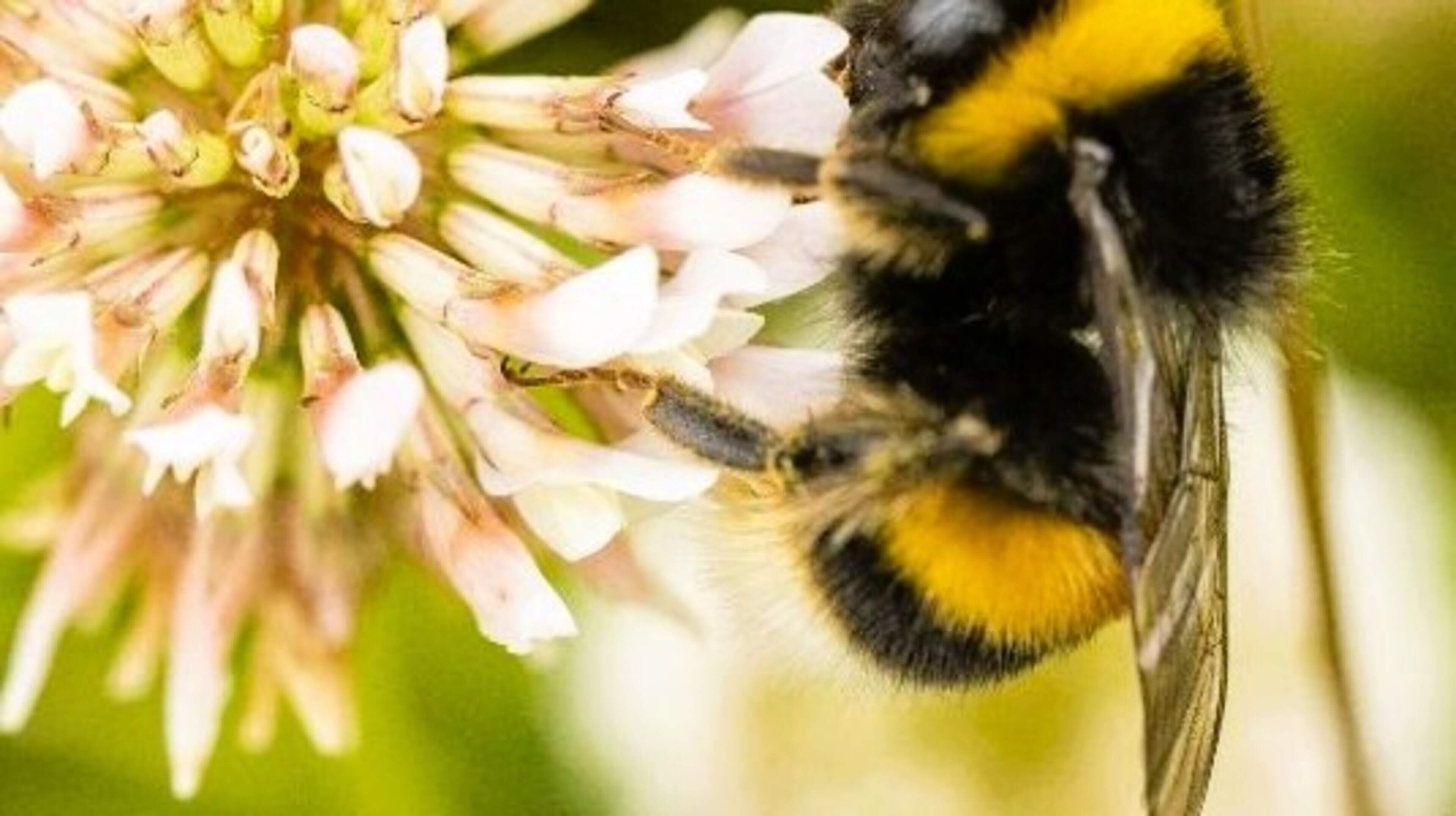 All-Ireland Pollinator Plan Launched