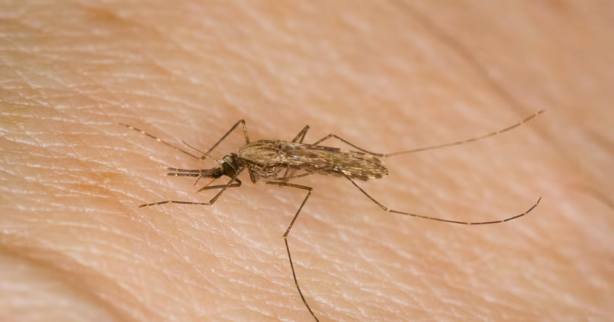 New Antimalarial Compound Shows Promise in Treatment