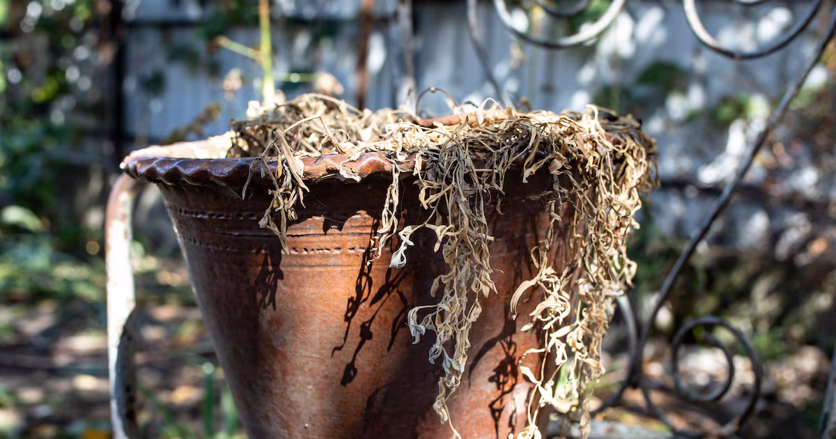 Prepare Your Garden for Autumn