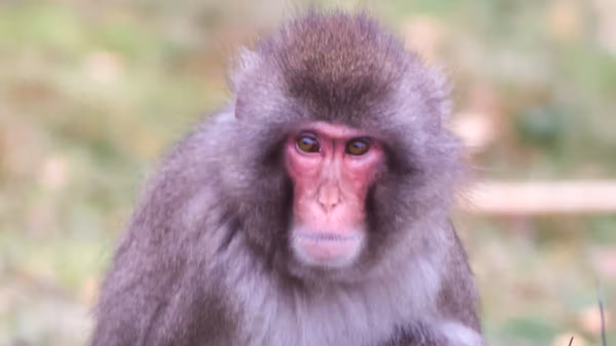 Monkey escapes from Highland Wildlife park