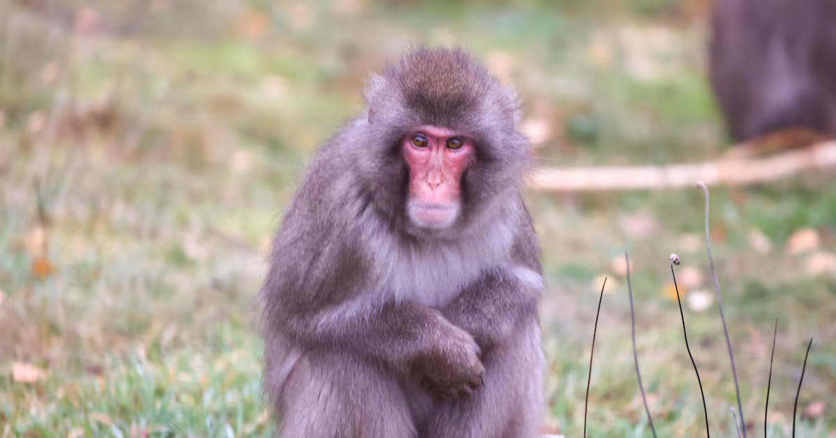 Search for Escaped Monkey in Highlands