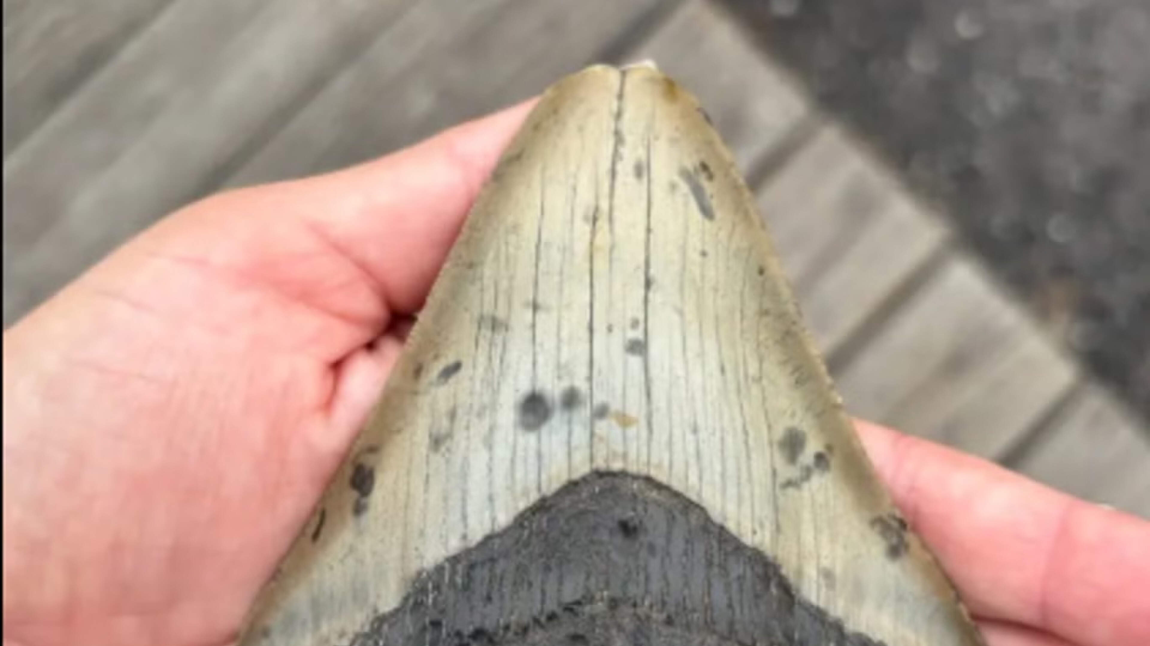 Boy Finds Tooth from Prehistoric Shark