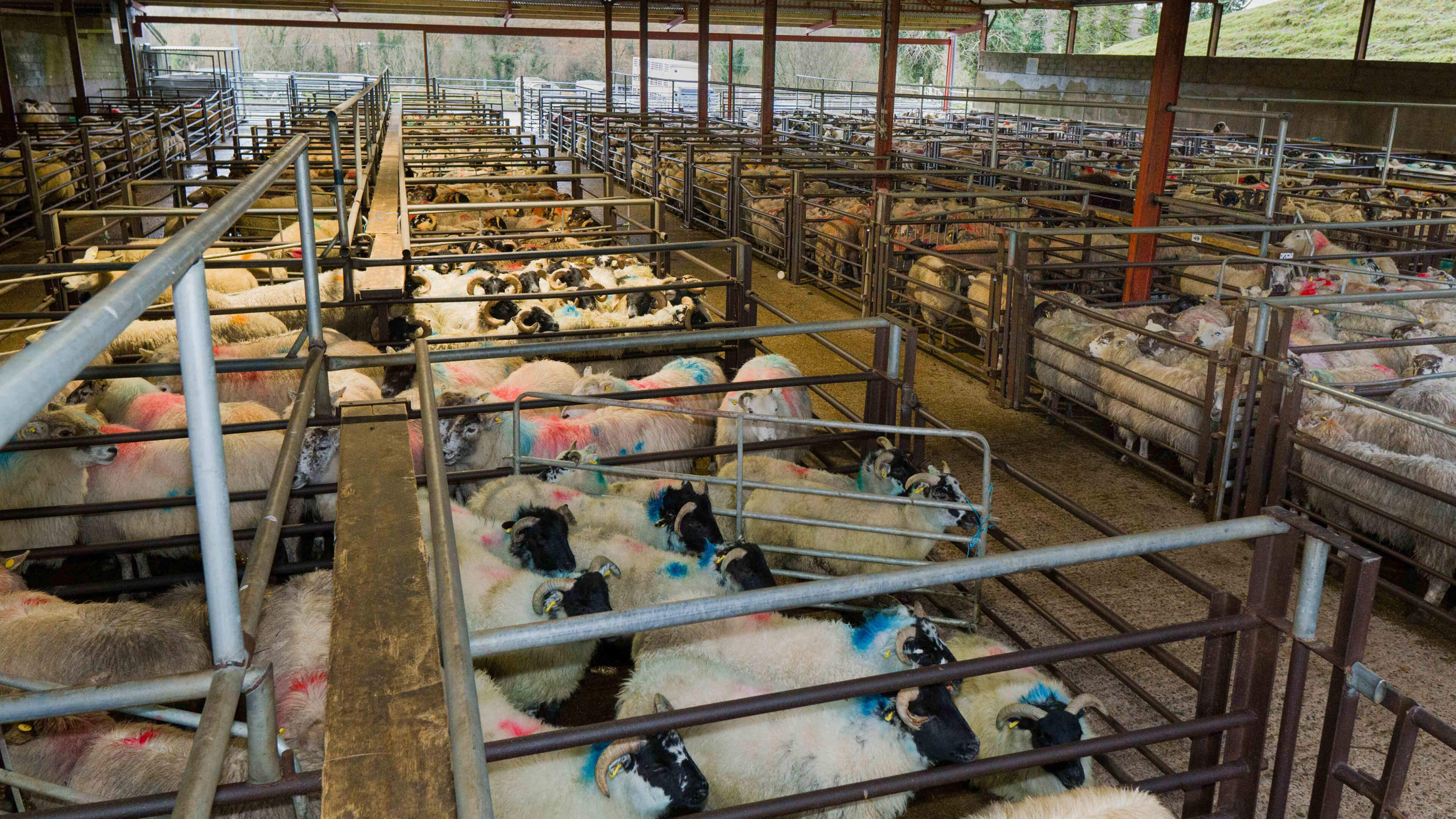 Sheep Farmers Angry Over Low Lamb Quotes