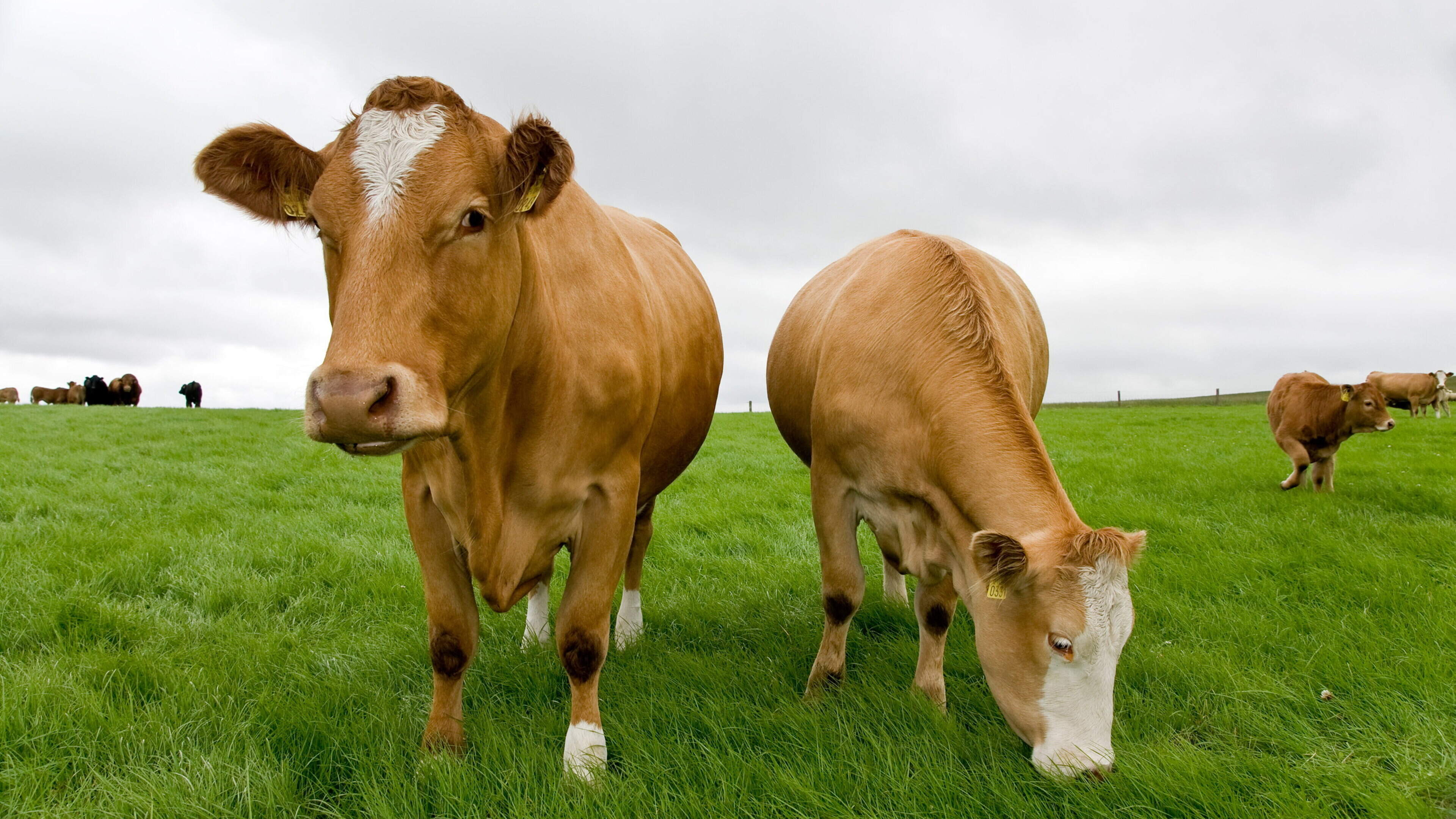 Over €5m Recouped from Farming Schemes