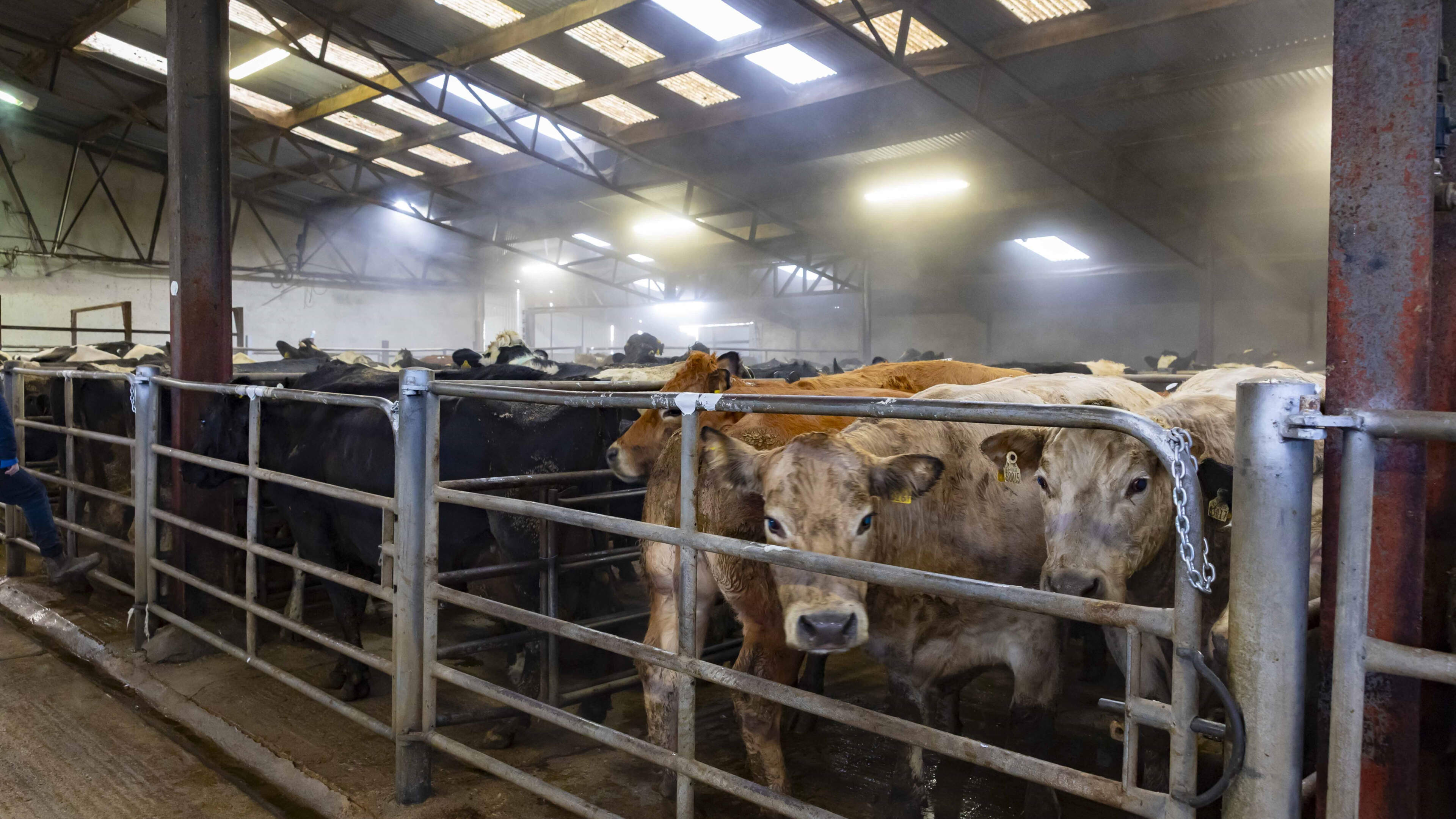 No Cattle Glut Despite Grass Concerns