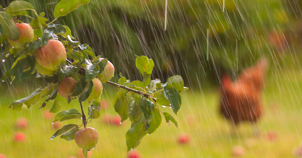 Gardeners Prepare for Rain and Flooding Issues