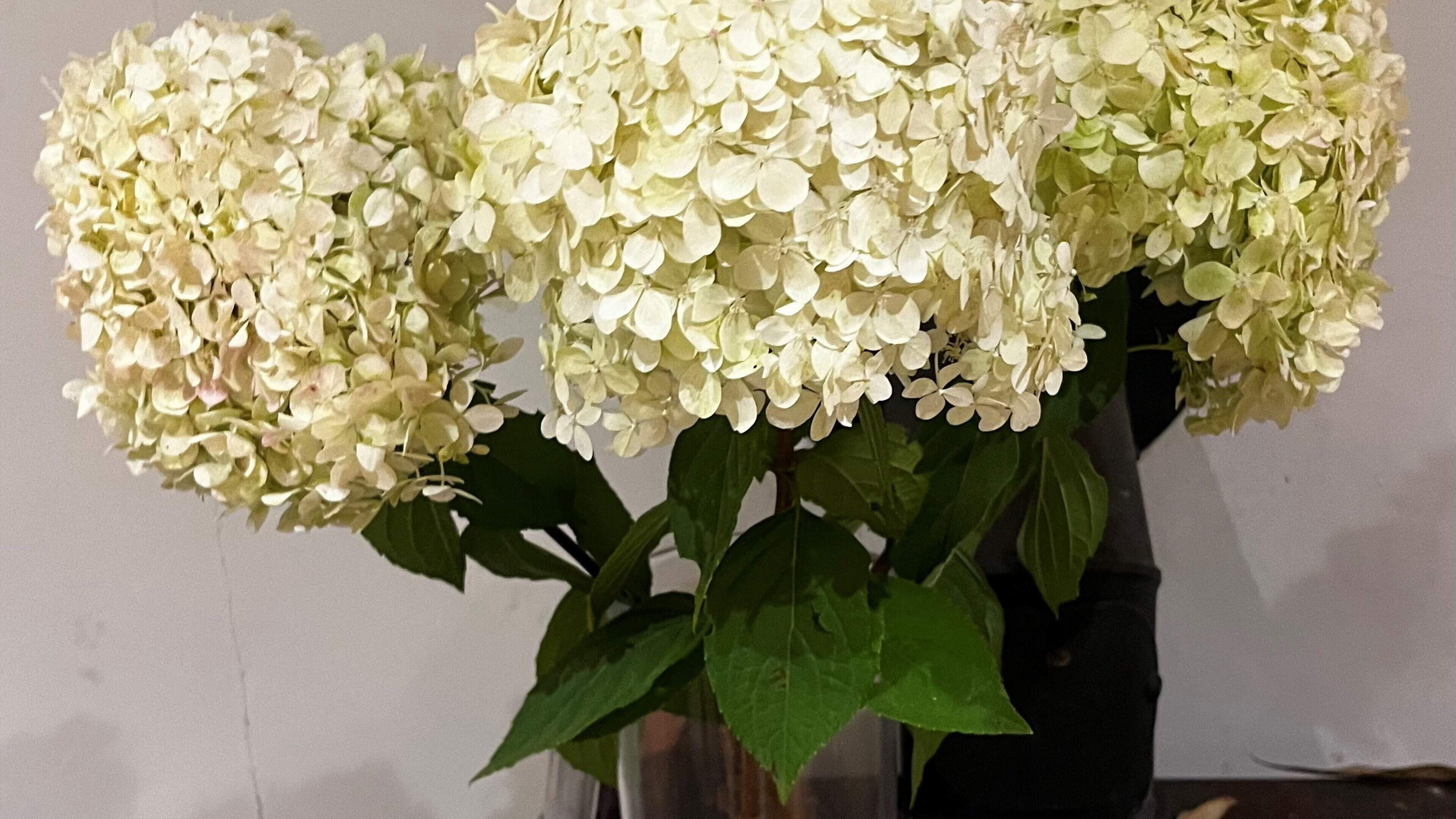 Medders at Large: Missing Hydrangeas Mystery