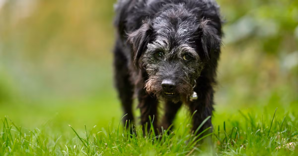 New Book Celebrates Ted the Dog from Gone Fishing