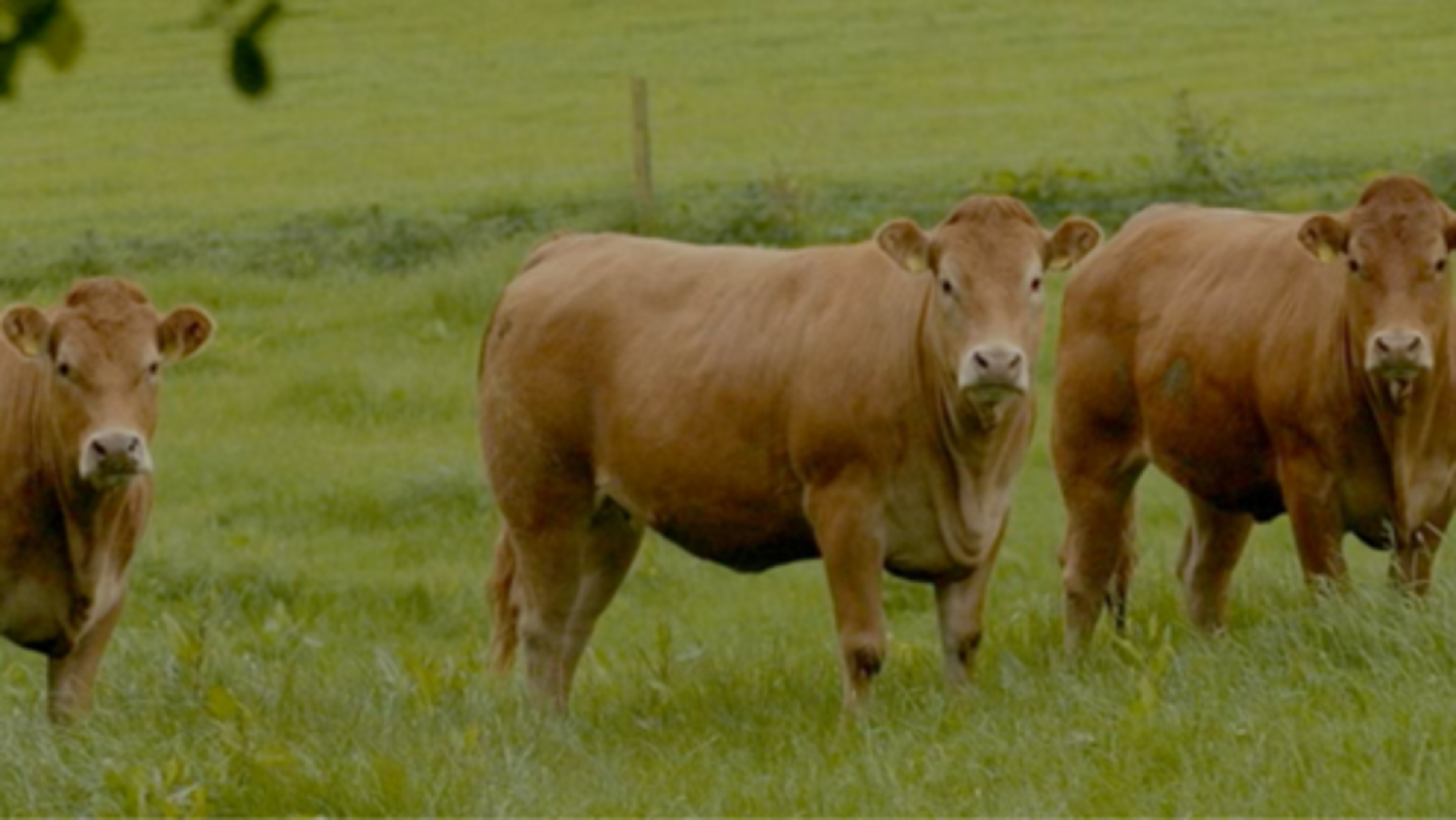 Irish Company Supplies Billions of Patties to McDonald's