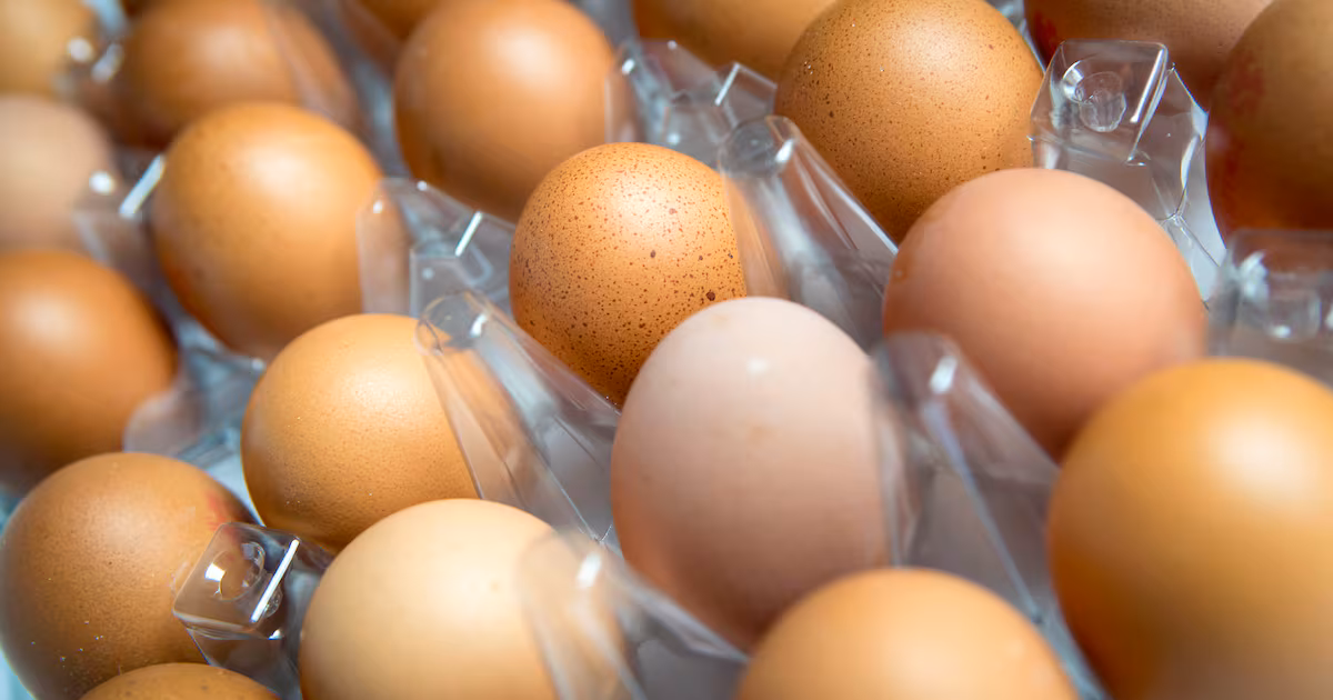 Salmonella Outbreak Linked to Imported Eggs