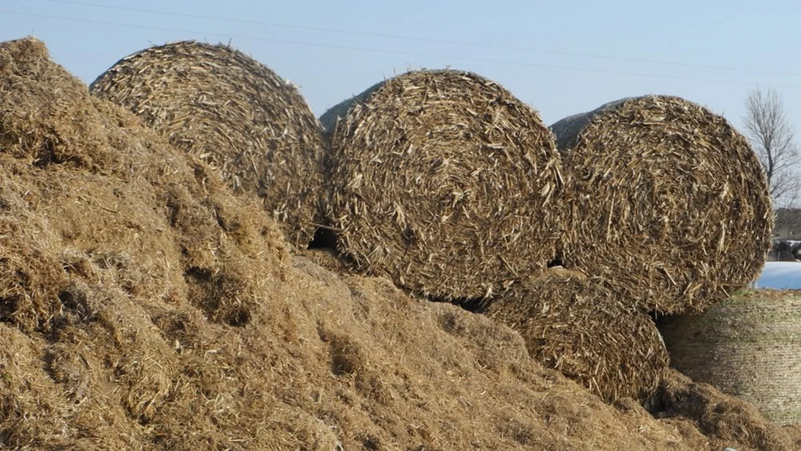 Government to Consider Fodder Crisis Supports