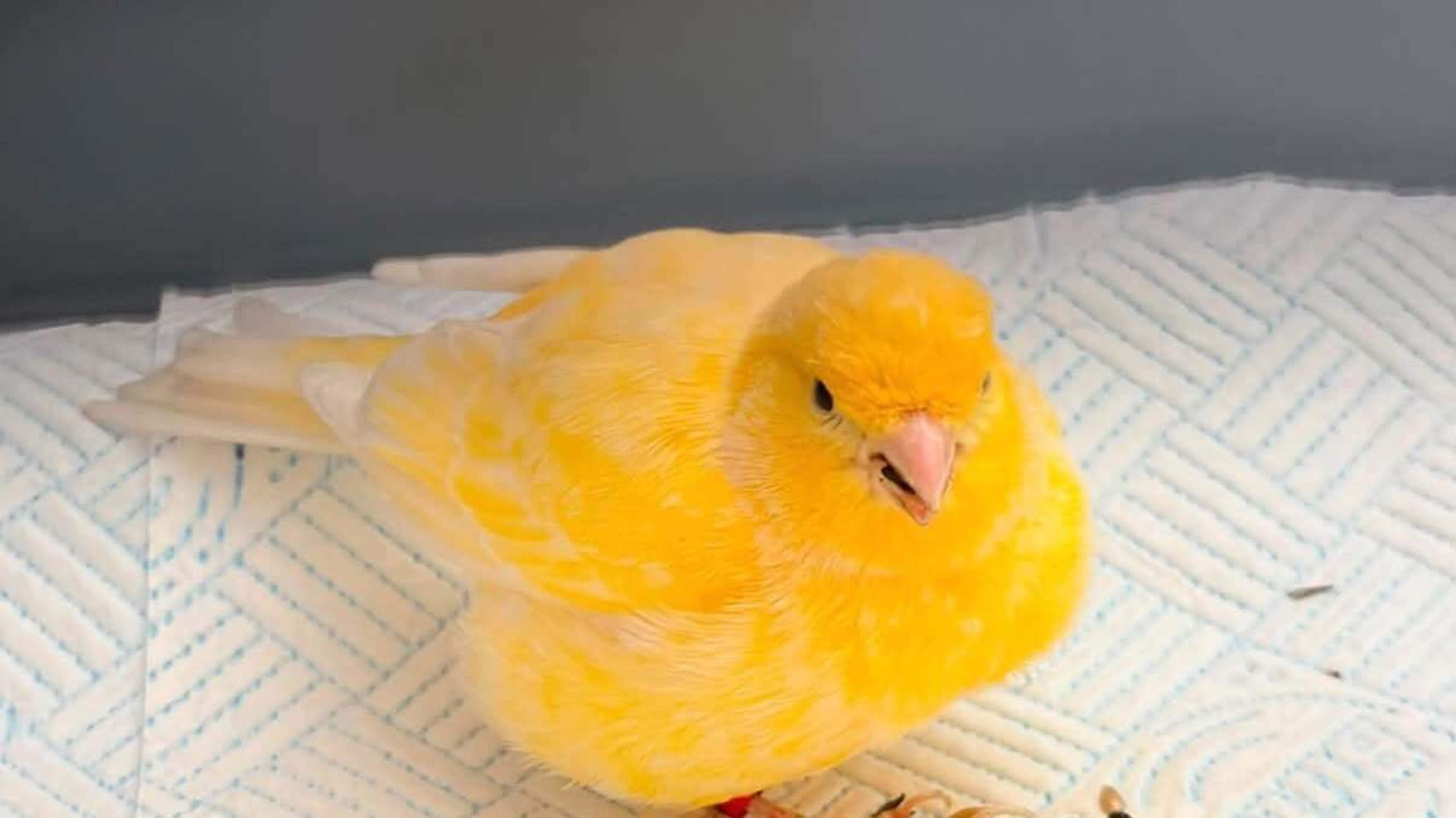 Mystery Yellow Bird Found in Drogheda