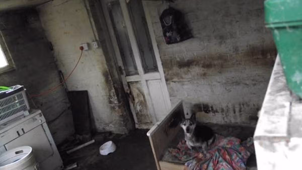 Woman banned from keeping animals for five years