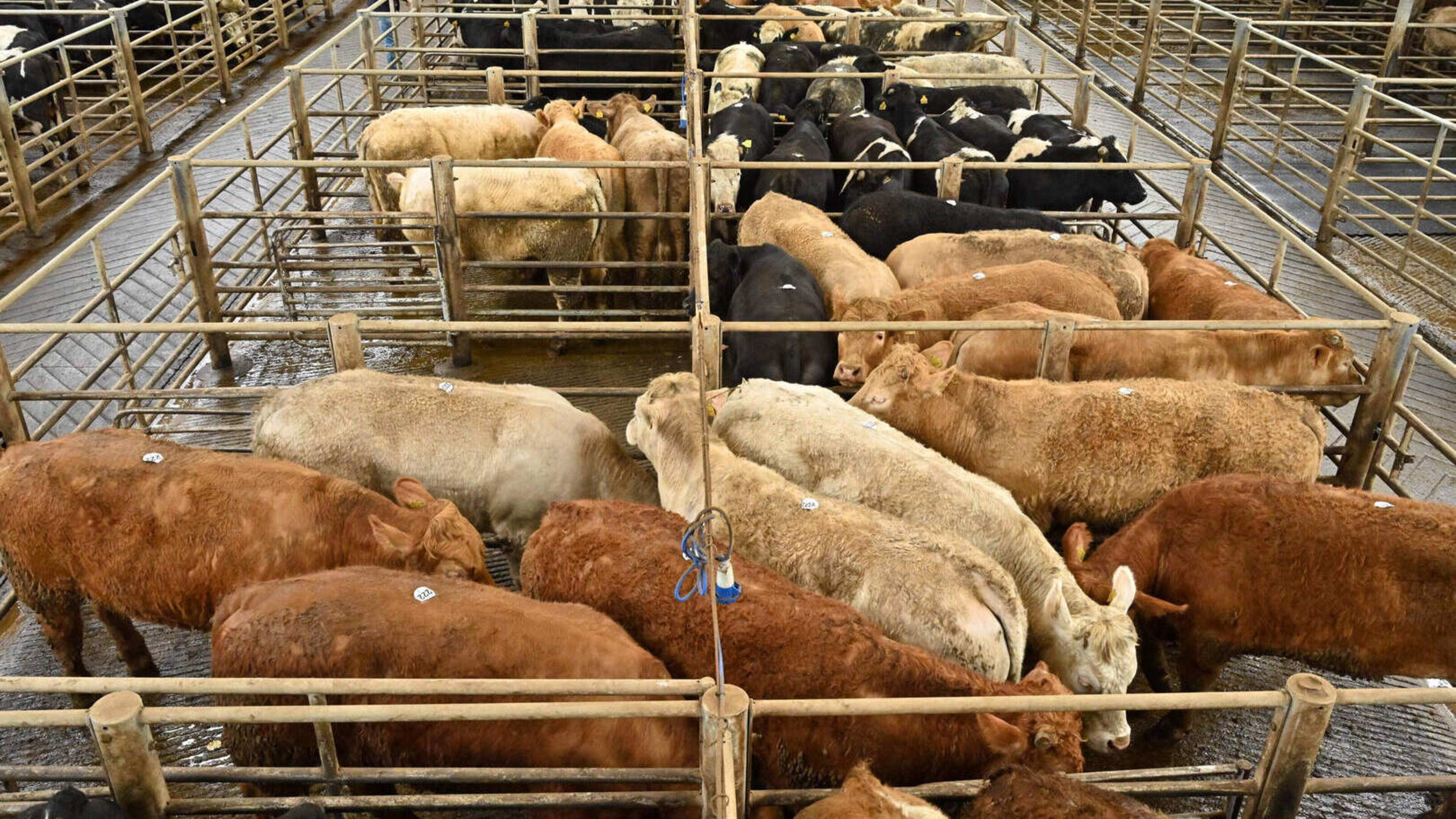 Cork Farmers Fear Fodder Crisis