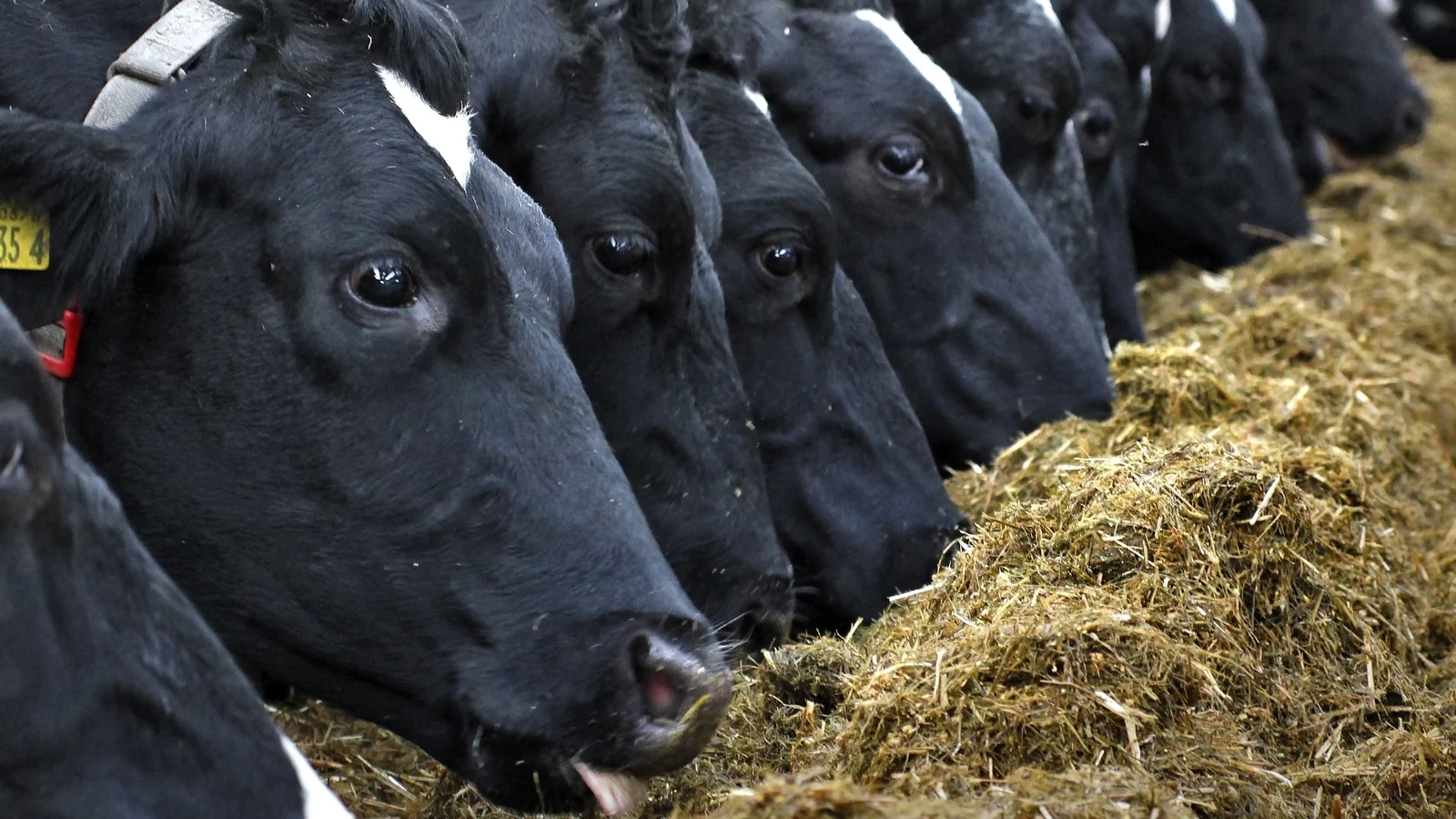 40% of Farmers Face Fodder Deficit