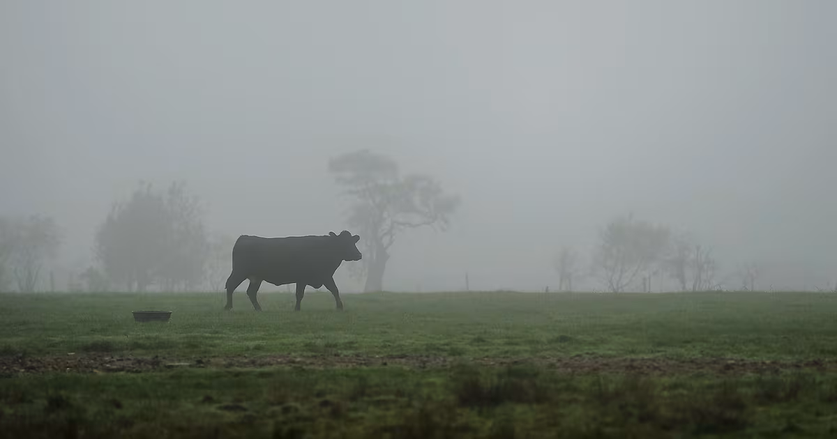 BSE Case Confirmed in Scottish Cow